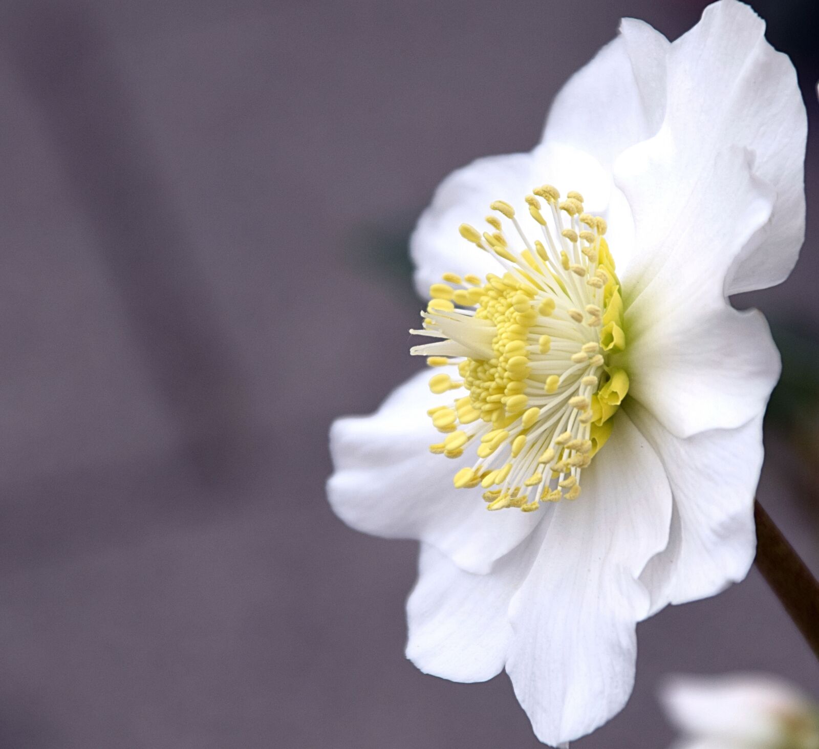 Nikon D3300 sample photo. Christmas rose, blossom, bloom photography