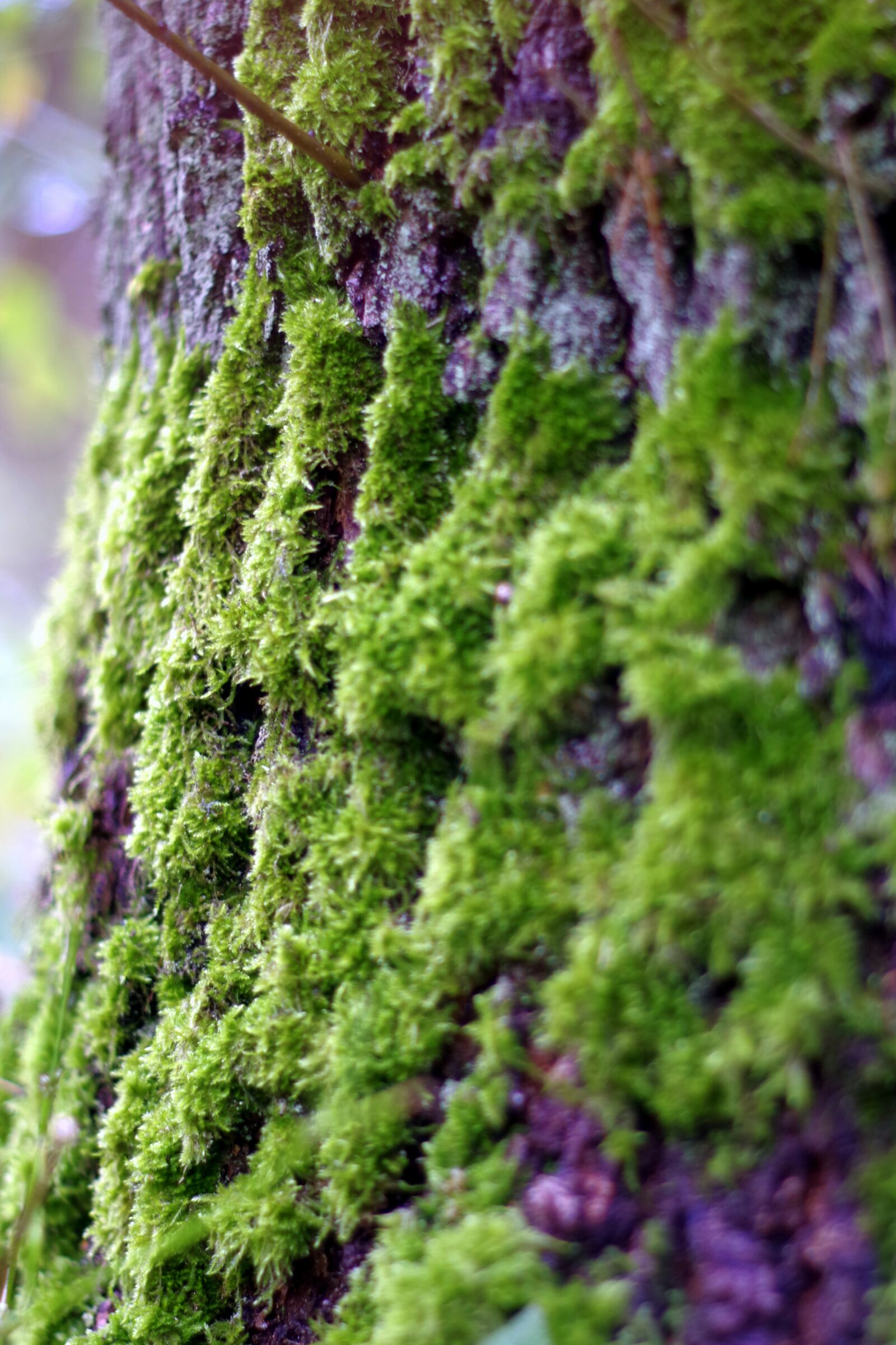 Pentax K-S2 sample photo. Moss, lichens, tree photography