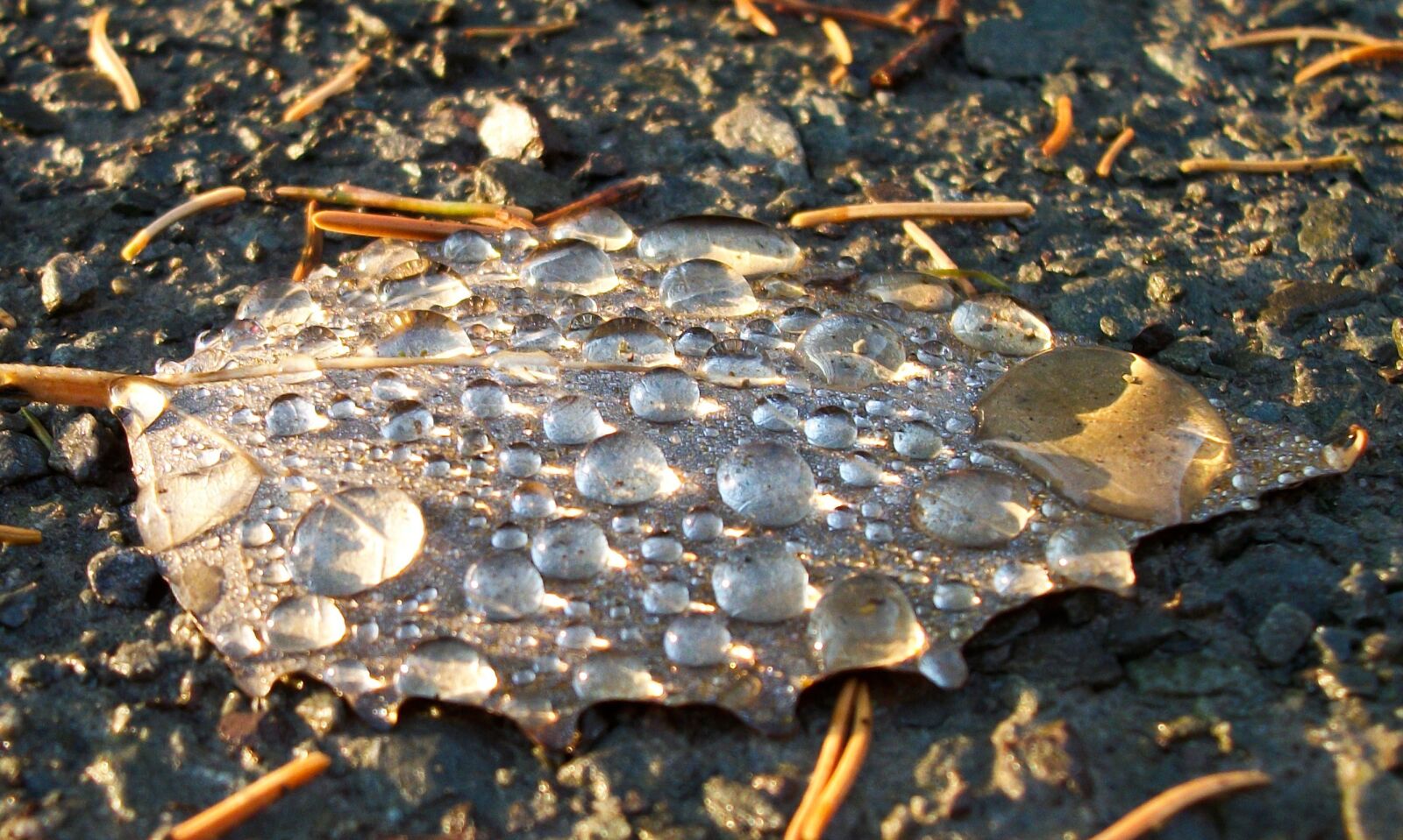 Kodak EASYSHARE C182 DIGITAL CAMERA sample photo. Leaf, dew, drop photography