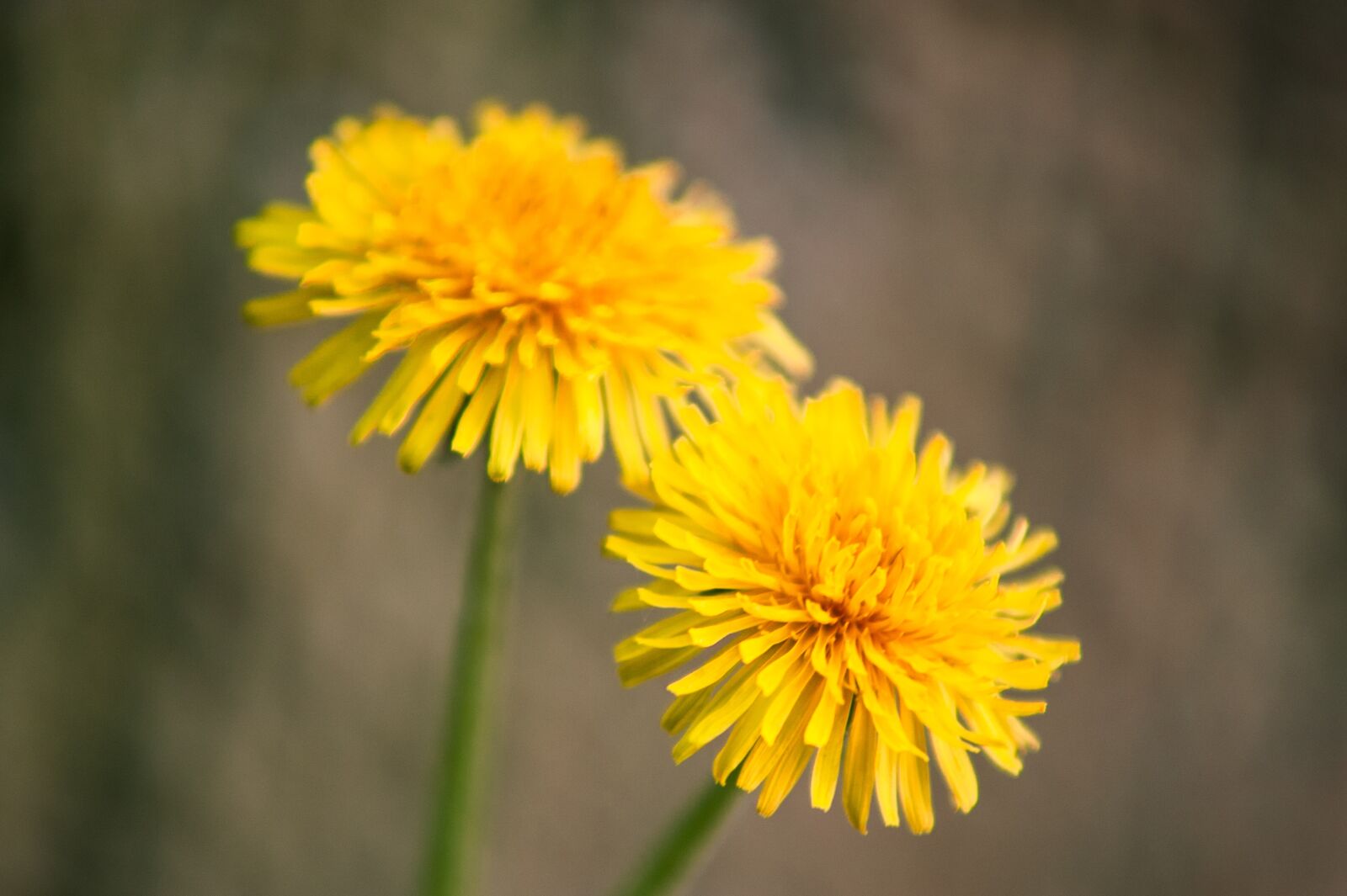 Nikon D700 sample photo. Dandelion, yellow, flower photography