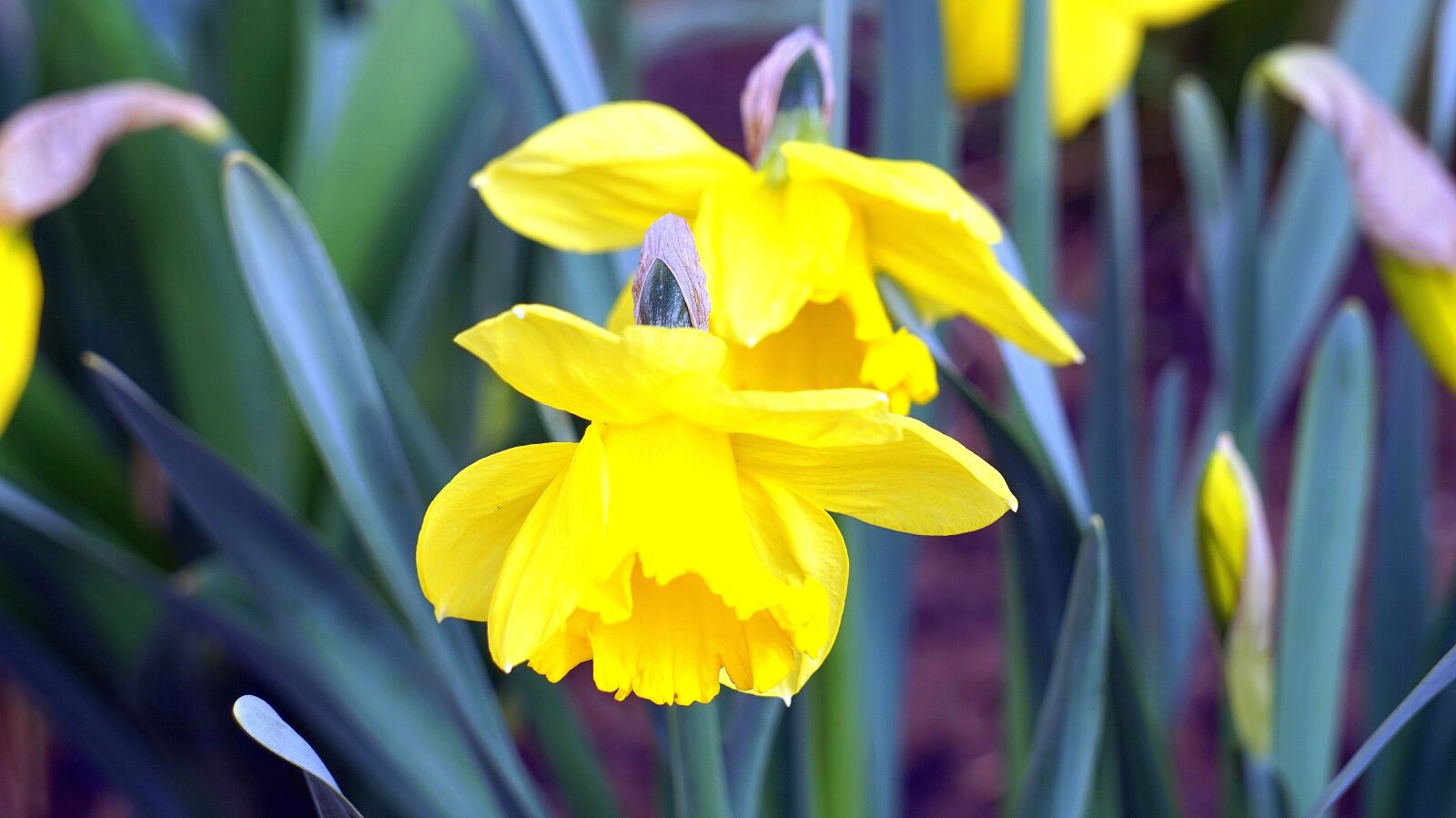 Sony Alpha a5000 (ILCE 5000) + Sony E 55-210mm F4.5-6.3 OSS sample photo. Daffodils, flower, plant photography