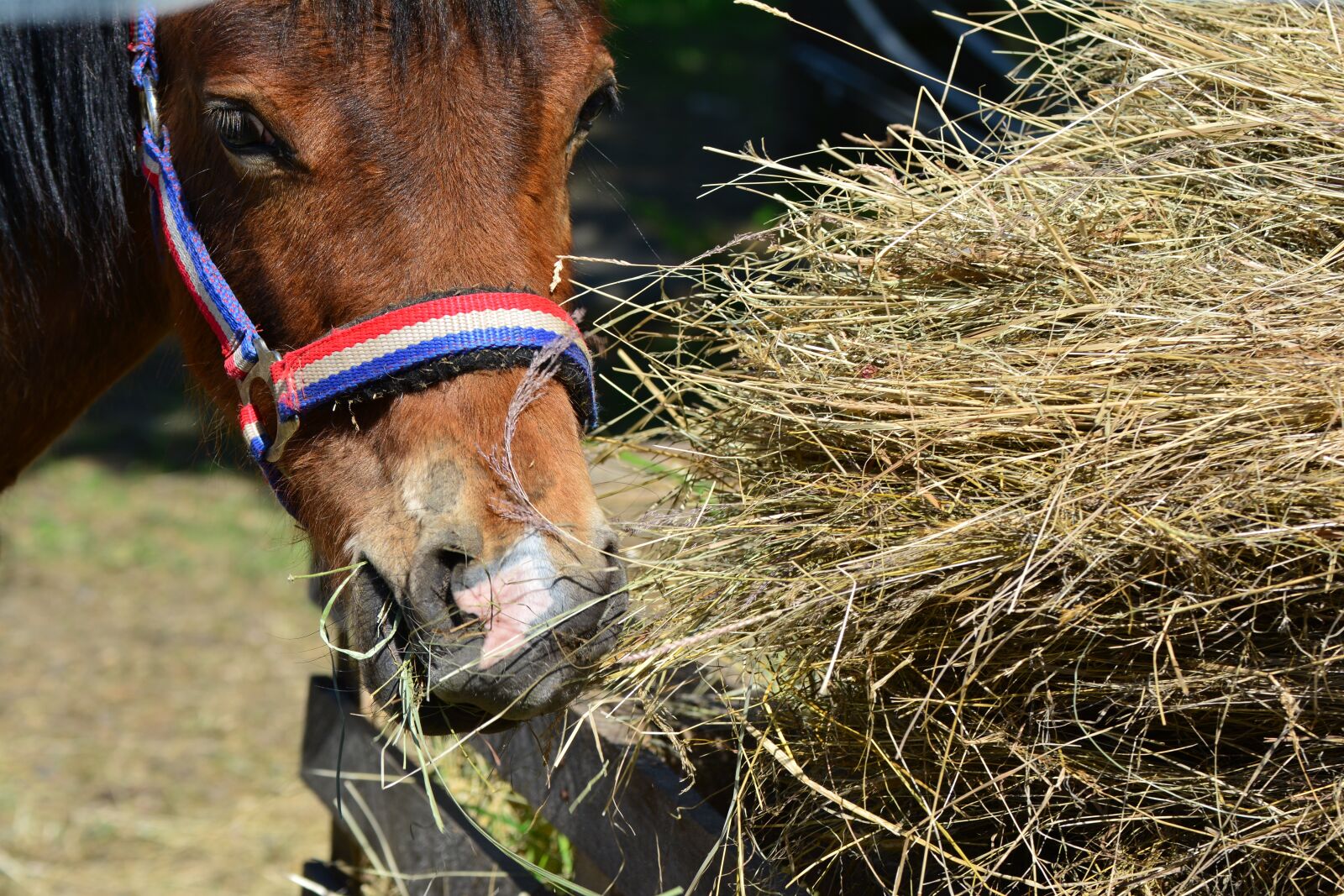 Nikon D5200 sample photo. Horse, hay, eat photography