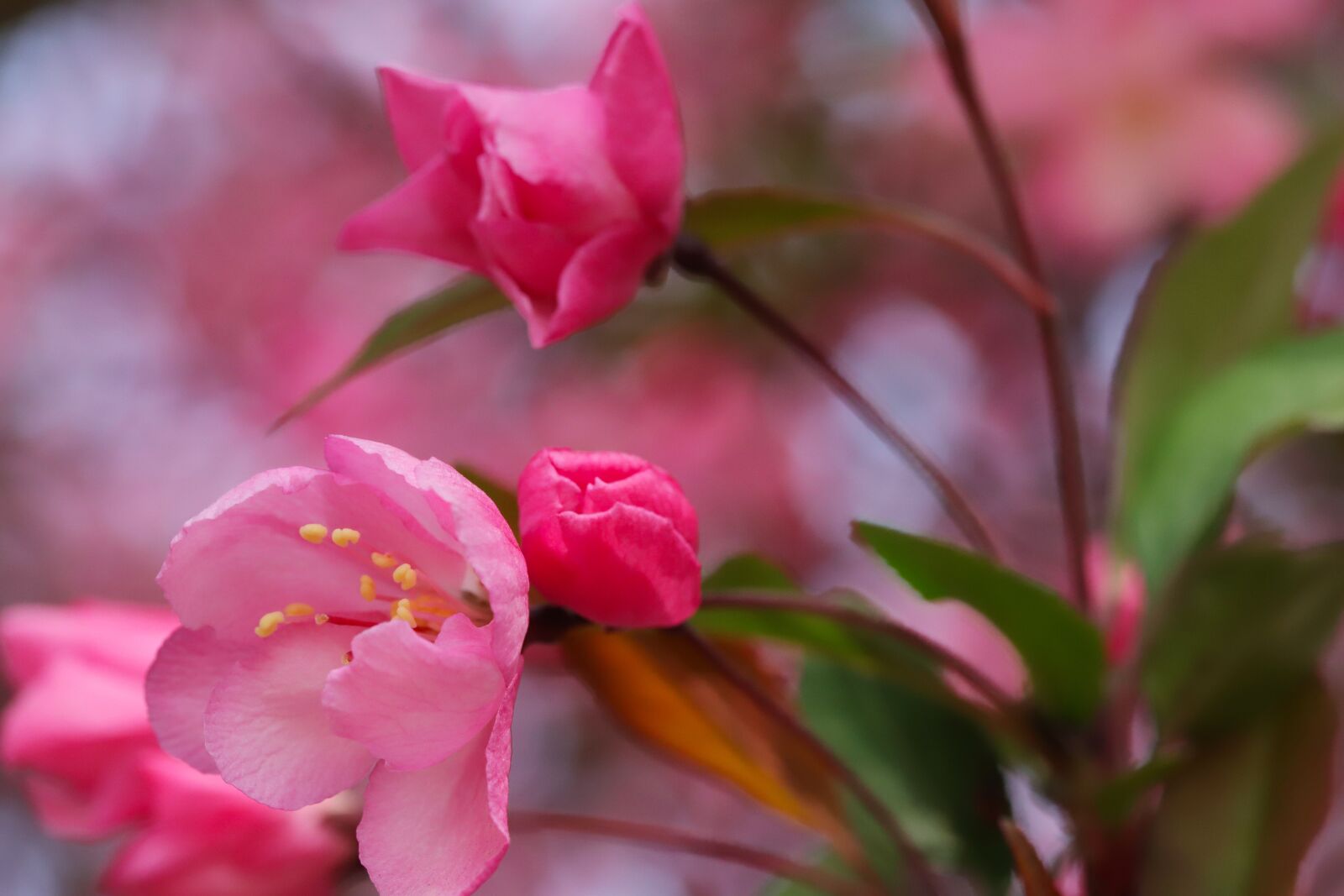 Canon EOS 6D Mark II sample photo. Flower apples, spring, wood photography