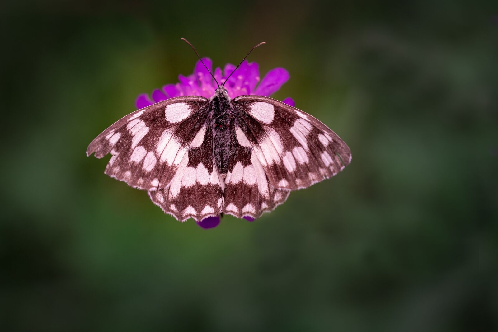 Nikon D7100 sample photo. Butterfly, chess board, women's photography