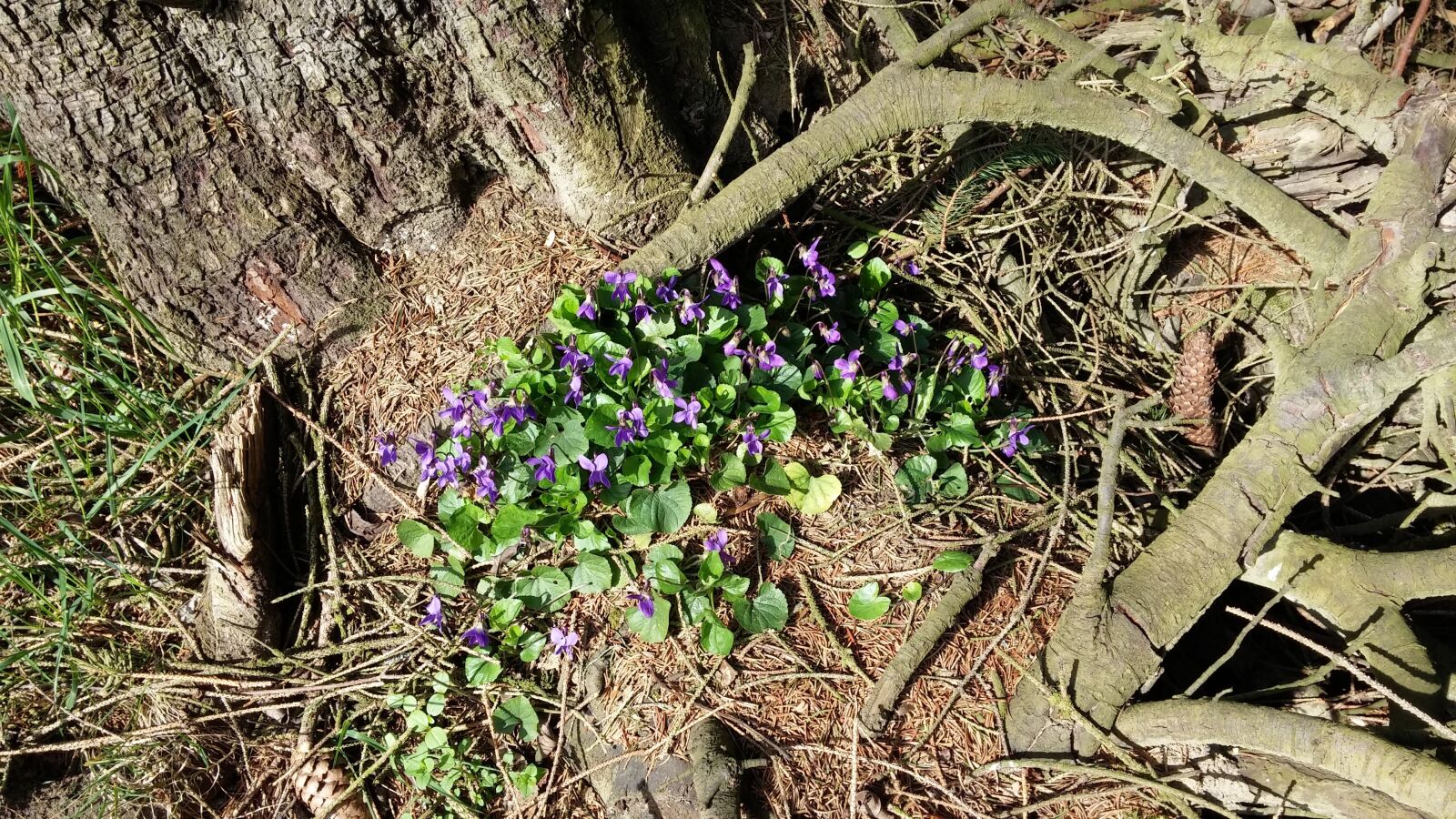 LG G3 sample photo. Nature, flowers, violet photography