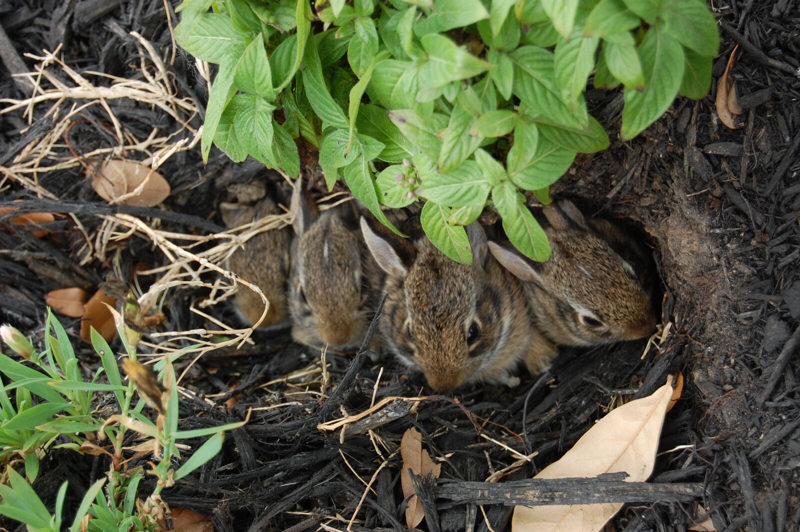 Nikon D40 sample photo. Baby, rabbit, bunny photography