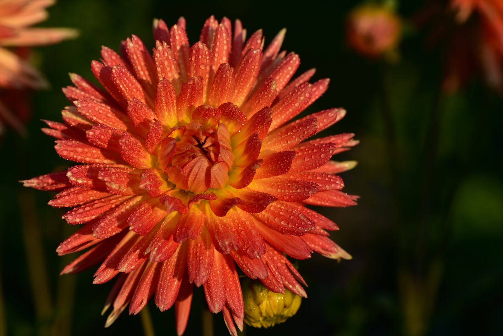 Nikon D750 sample photo. Dahlia, flower, blossom photography