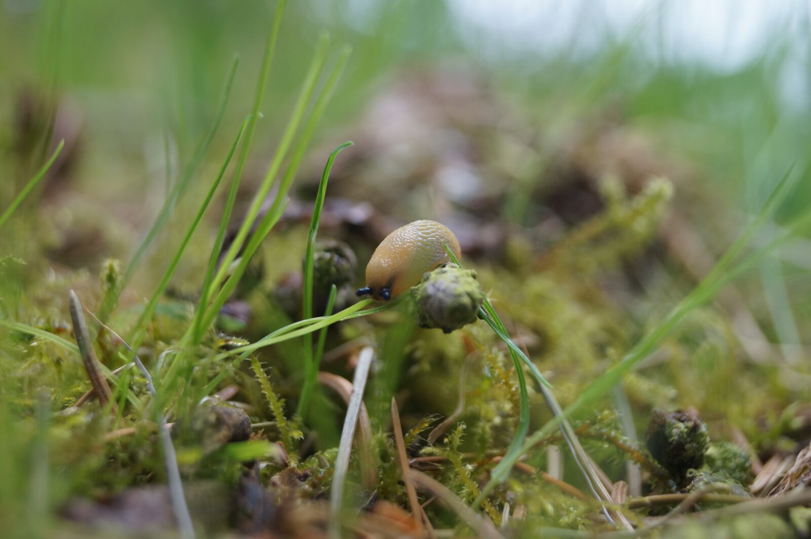 Sony SLT-A57 sample photo. Snail, green, natural photography