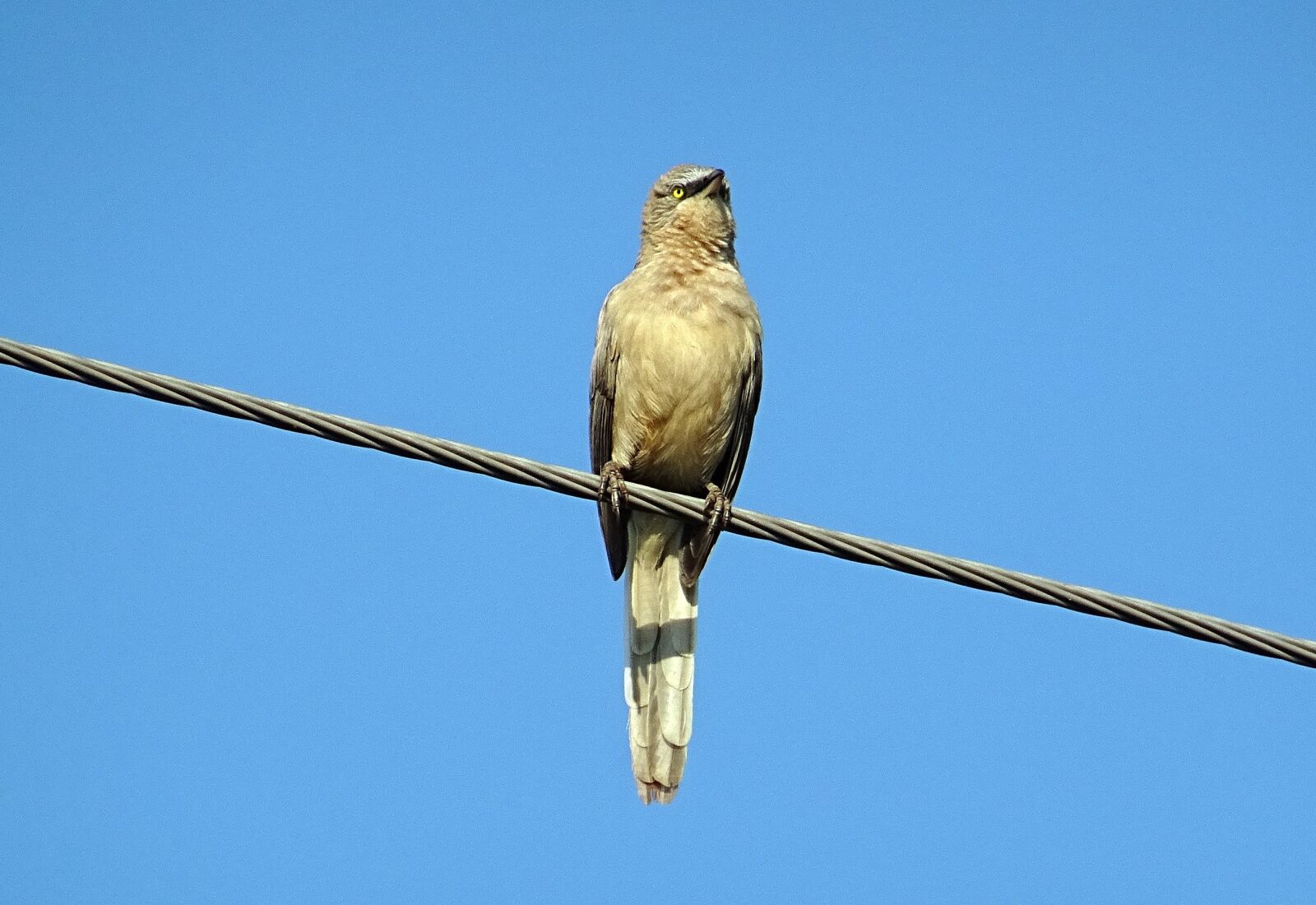 Sony DSC-HX60V sample photo. Bird, babbler, large grey photography