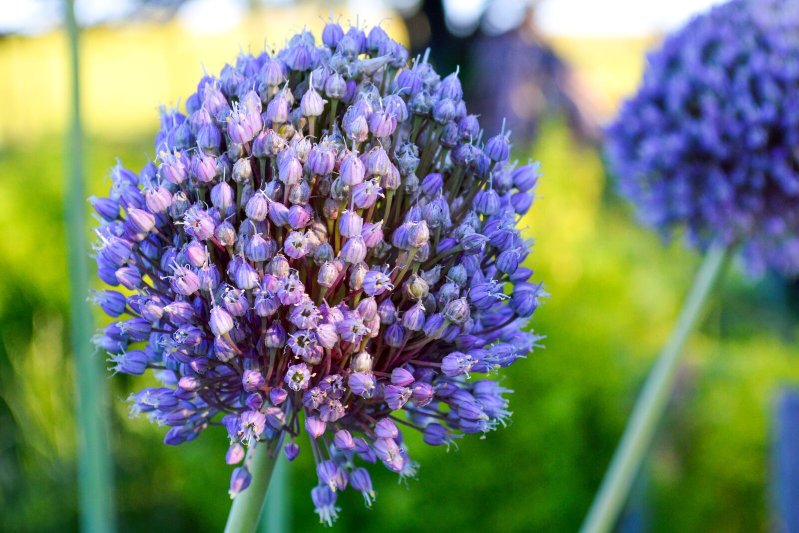 Nikon D3200 sample photo. Flower, garlic, leek photography