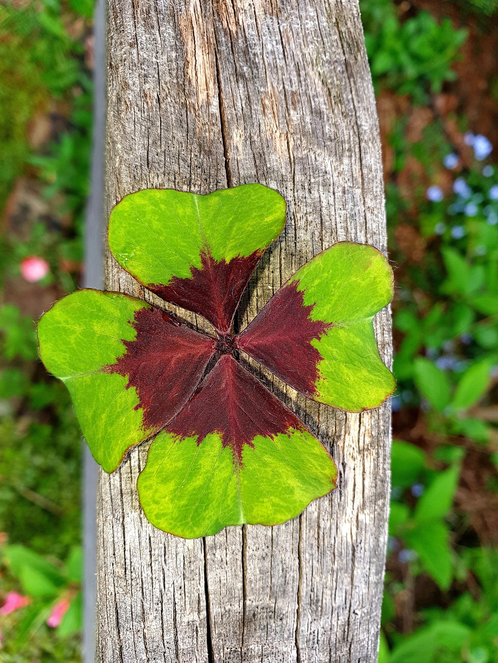 Samsung Galaxy S9+ sample photo. Four leaf clover, green photography
