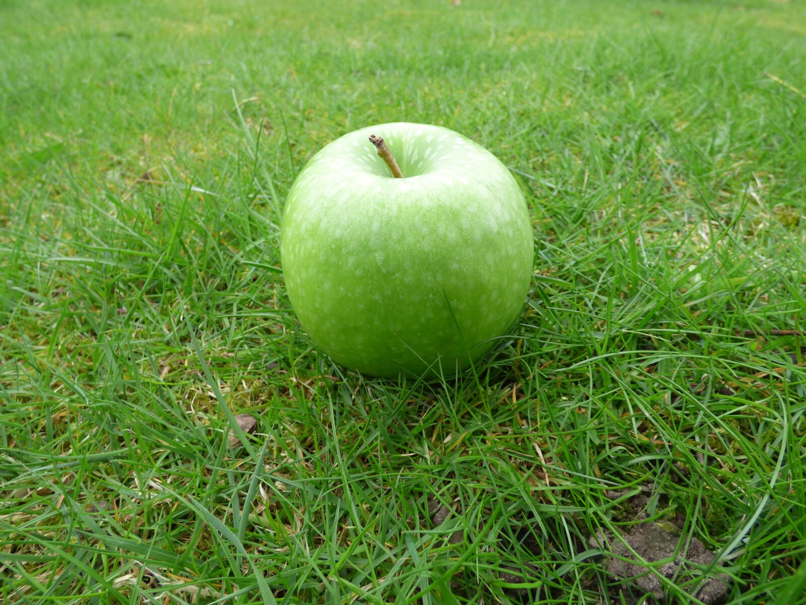 Panasonic DMC-FZ72 sample photo. Apple, grass, green photography