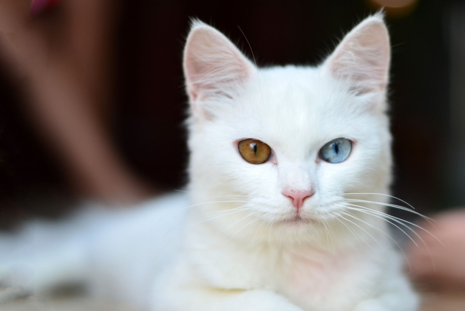 Nikon D5100 sample photo. Kitty, push, cat photography