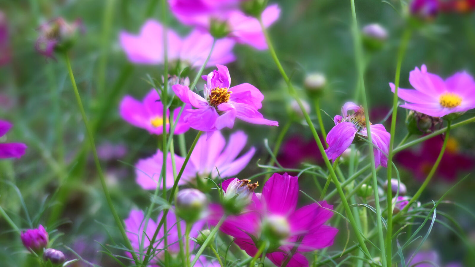 Pentax Q10 sample photo. Flower photography