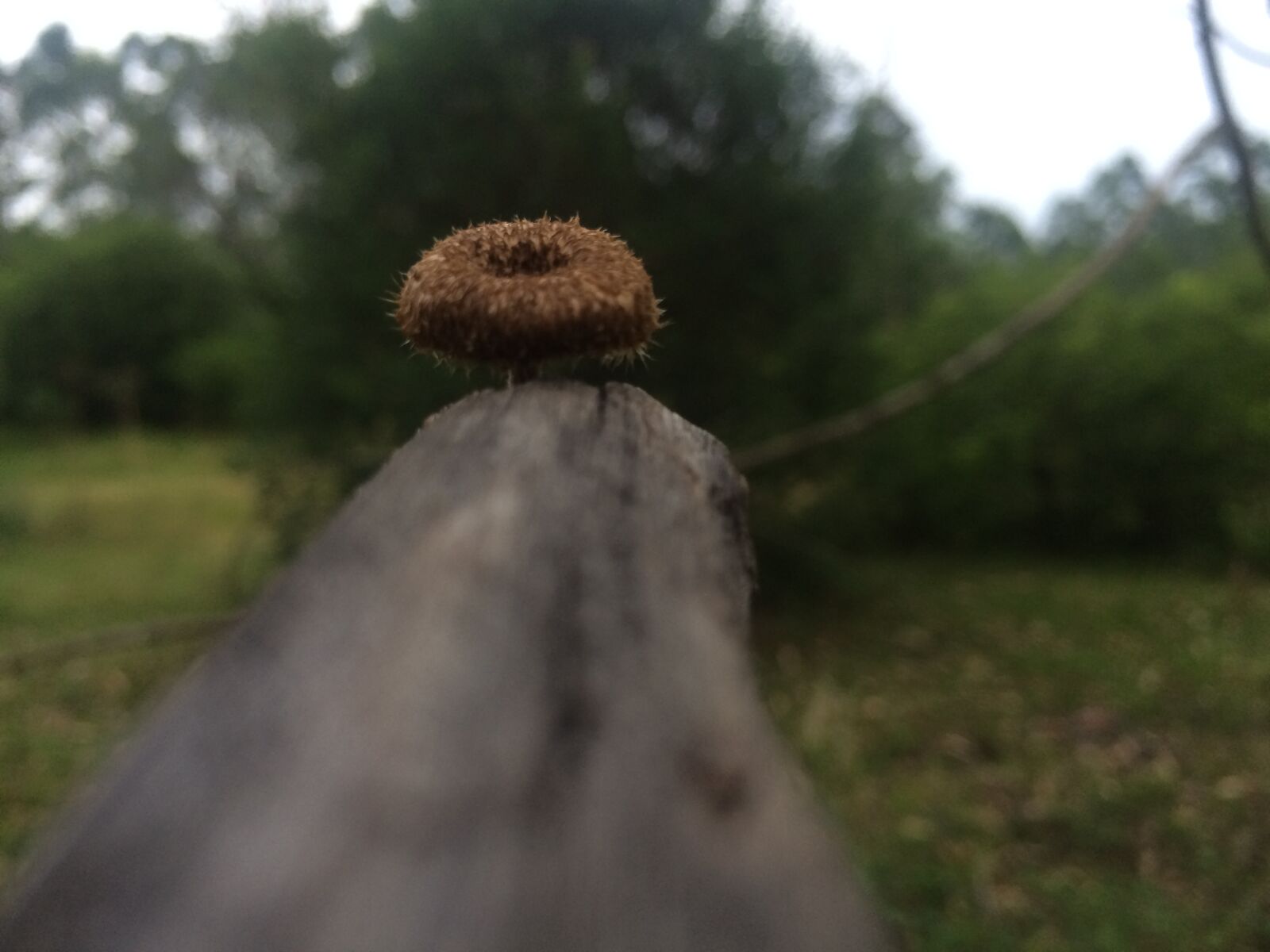iPhone 5s back camera 4.15mm f/2.2 sample photo. Branch, mushrooms, nature, plant photography