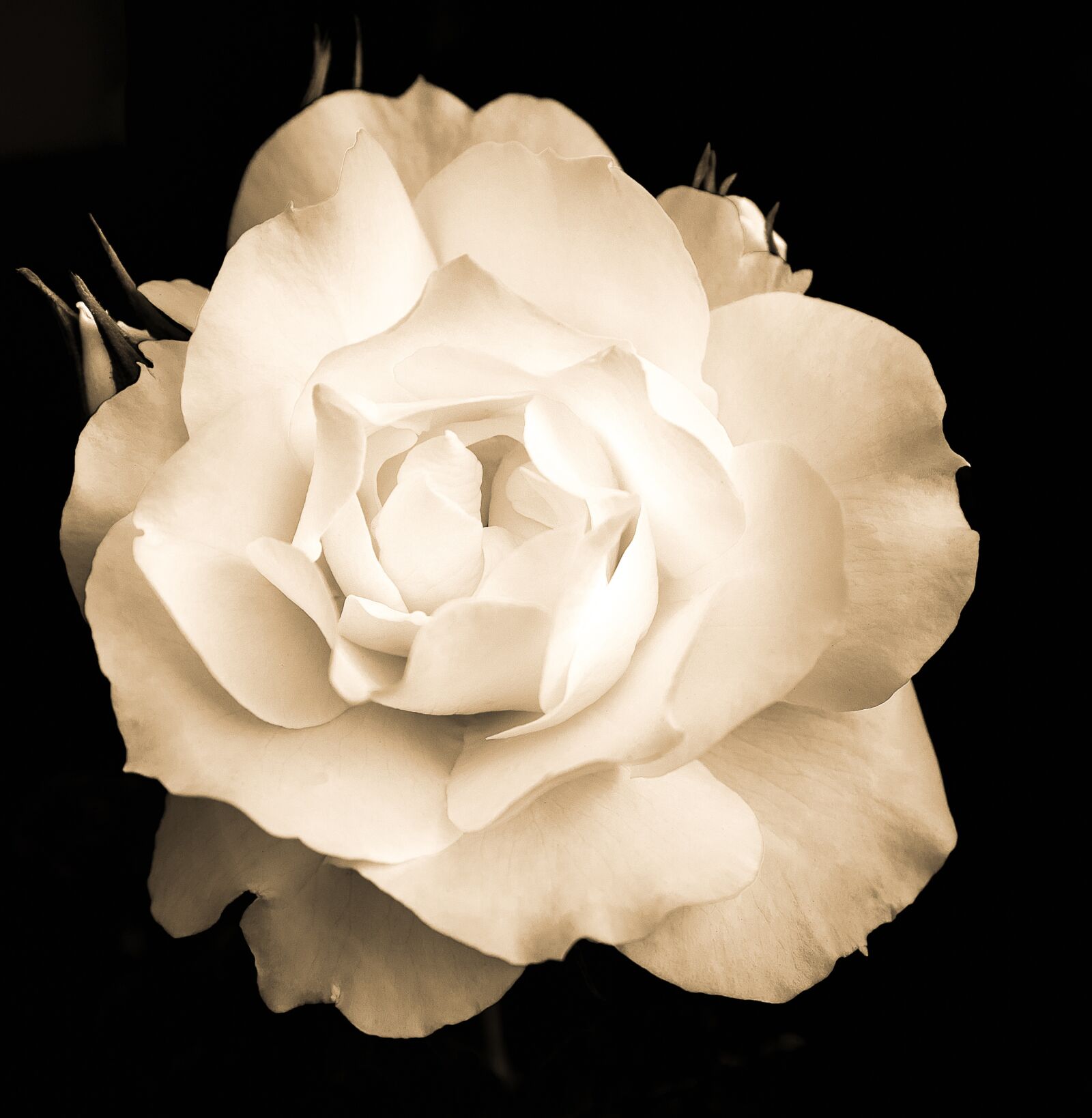 Canon EOS 80D sample photo. Rose, plant, rose bloom photography