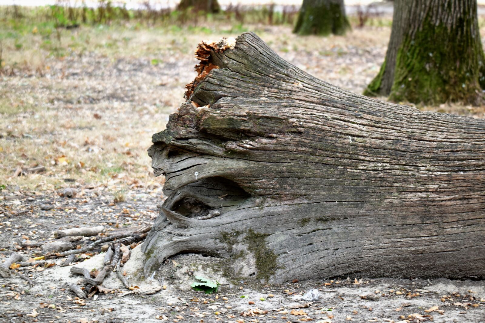 Nikon D810 sample photo. Tree, storm, nature photography