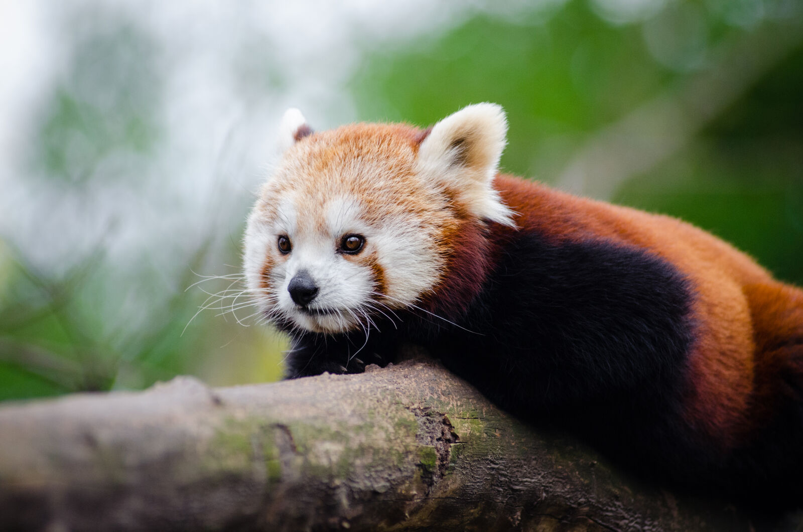 AF Zoom-Nikkor 80-200mm f/2.8 ED sample photo