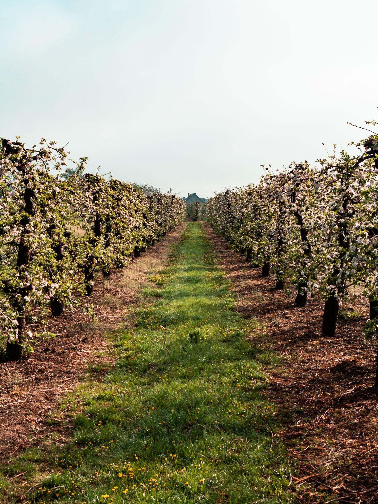 Tamron SP AF 17-50mm F2.8 XR Di II LD Aspherical (IF) sample photo. Sad, tree, apple trees photography