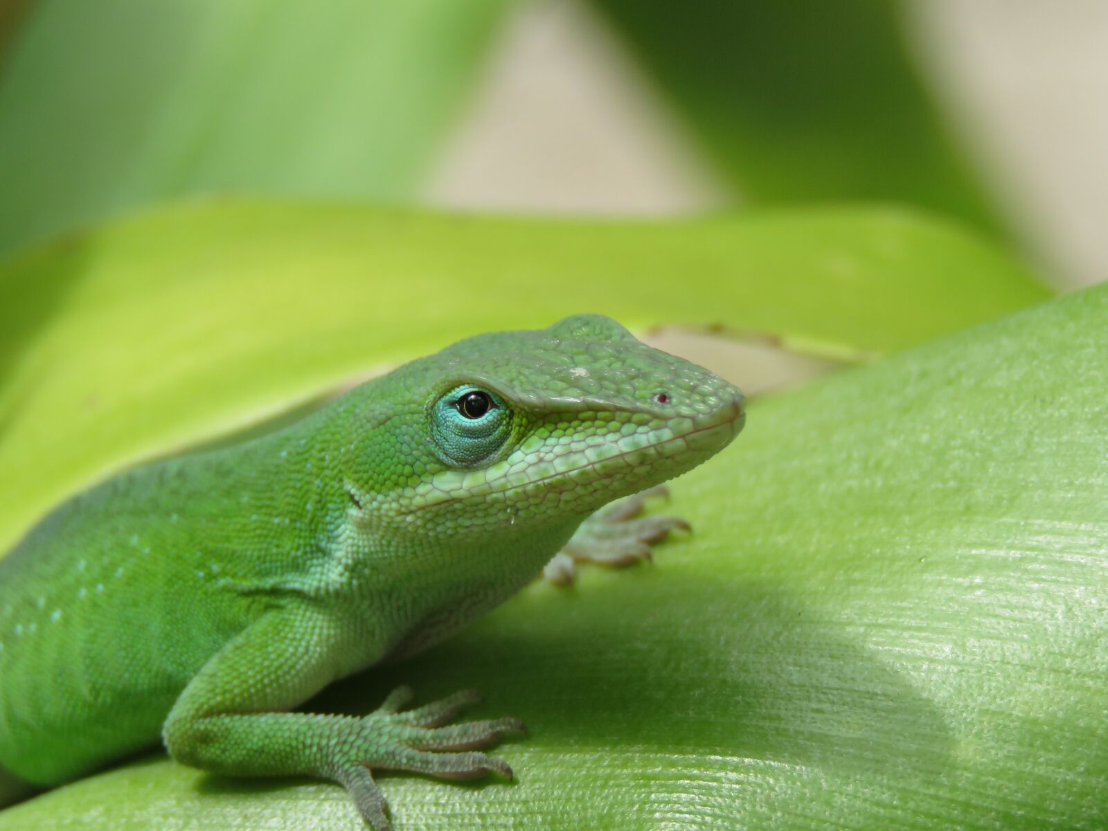 Canon PowerShot SX60 HS sample photo. Reptile, lizard, close up photography