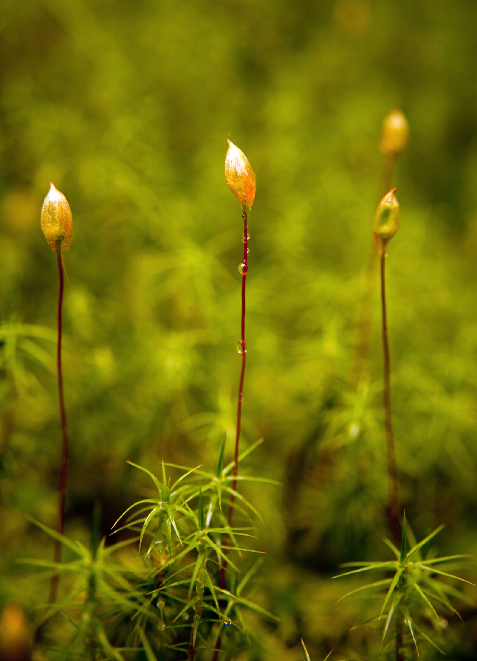 Nikon D700 sample photo. Flower, macro photography
