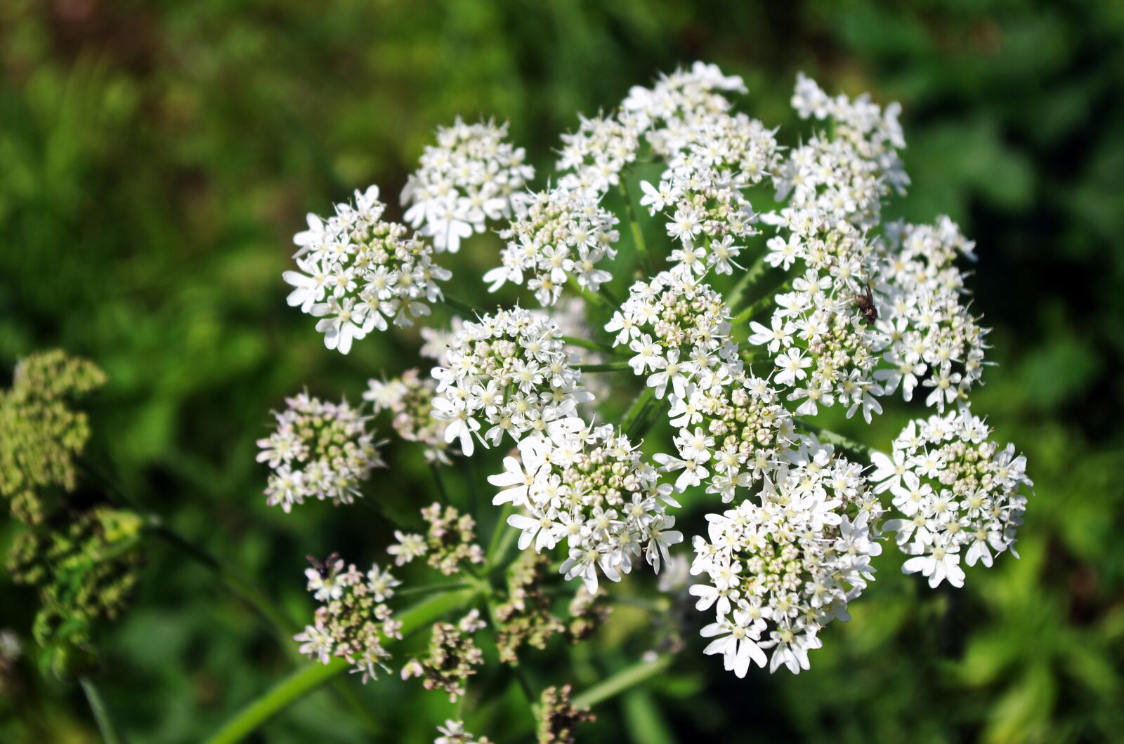 Pentax K-5 sample photo. Umbel, wild carrot, umbellifer photography