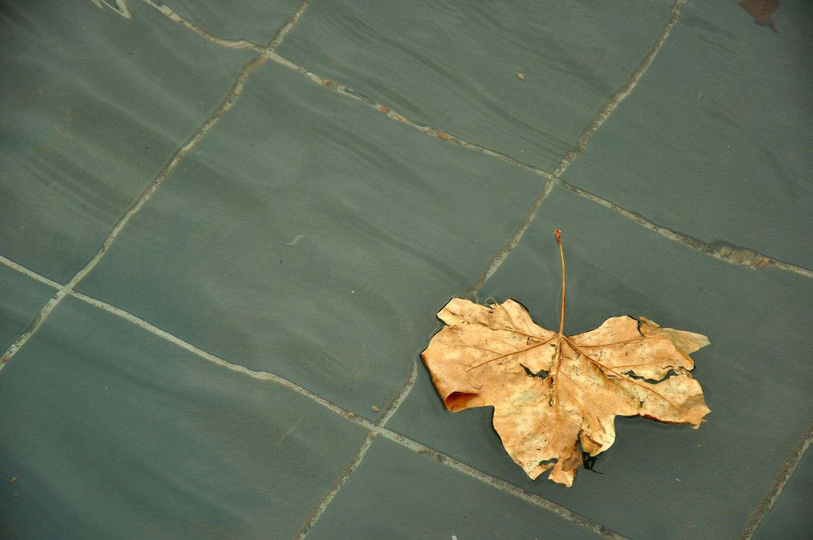 Nikon D90 sample photo. Dried leaf, floating, water photography