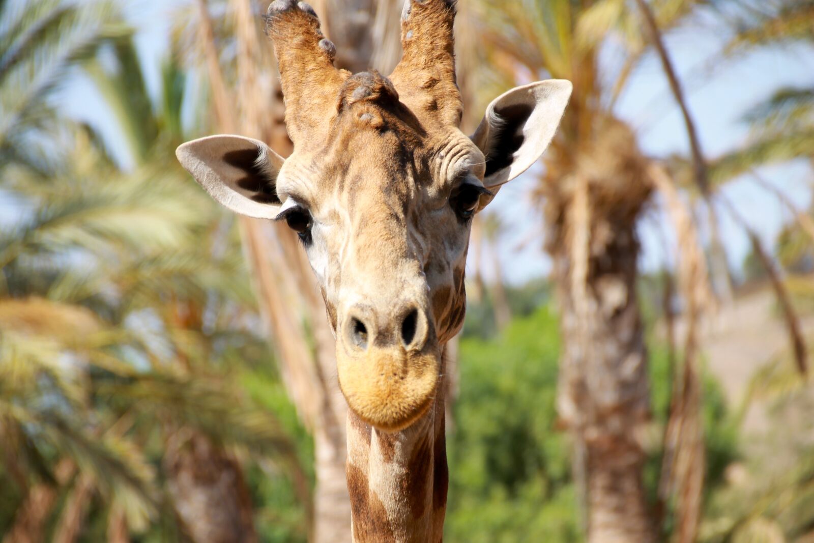 Canon EOS 1100D (EOS Rebel T3 / EOS Kiss X50) sample photo. Summer, giraffe, large photography