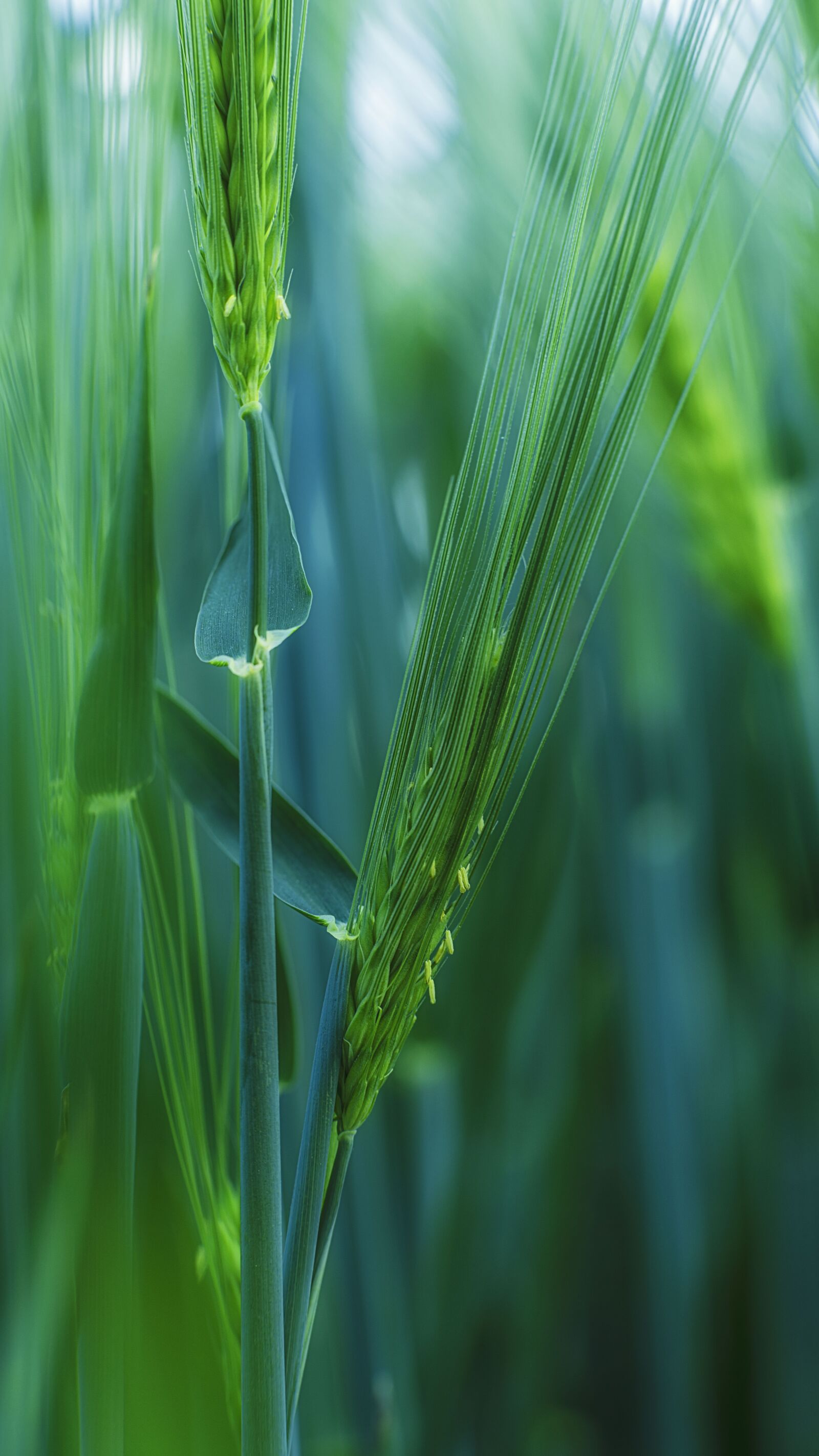DT 85mm F1.2 SAM sample photo. Plant, wheat, field photography