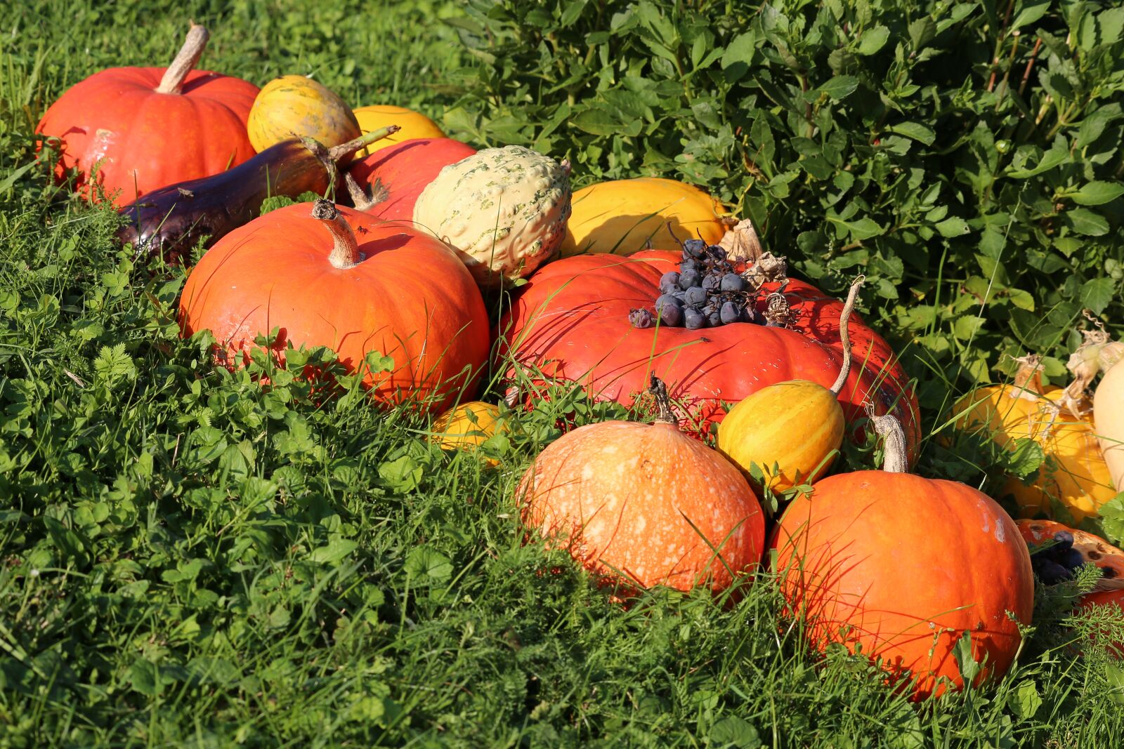 Canon EOS 6D sample photo. Pumpkins, colorful, autumn photography