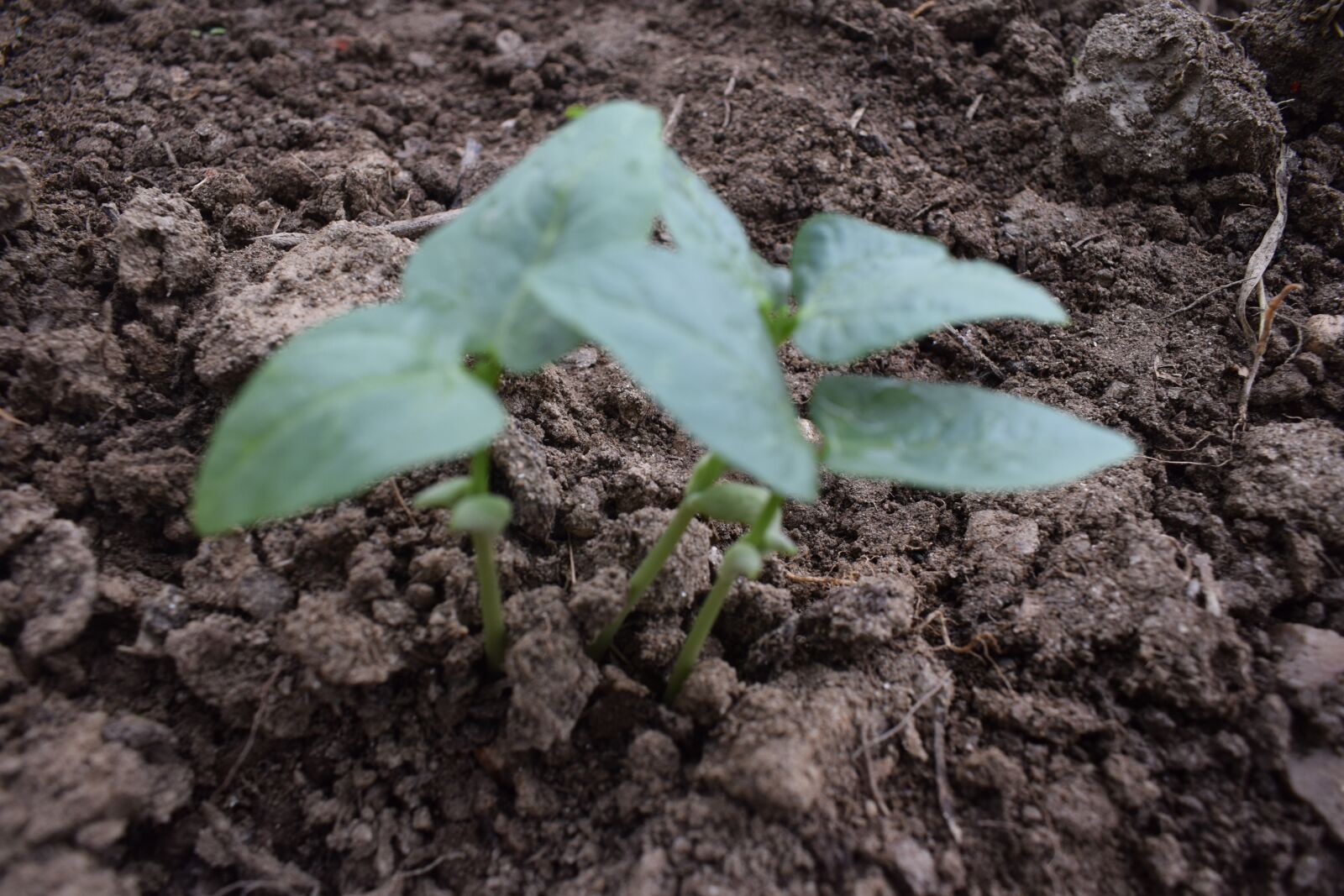 Nikon D5300 sample photo. Seeding, crop seeding, wheat photography