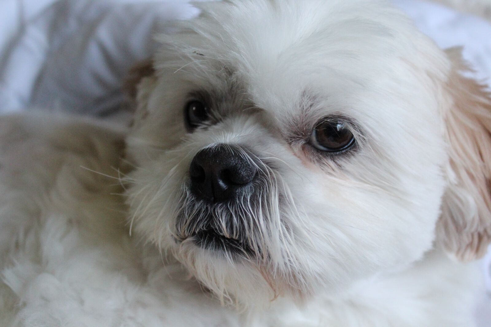 Canon EOS 1300D (EOS Rebel T6 / EOS Kiss X80) sample photo. Dog, white dog, fluffy photography