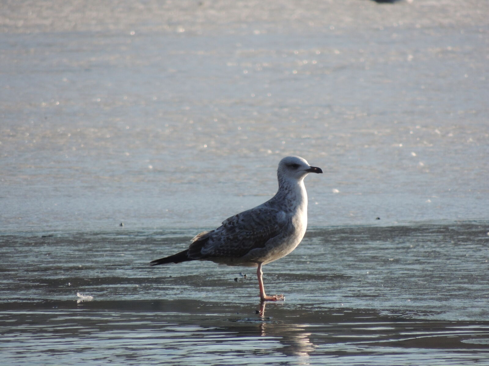 Nikon Coolpix P510 sample photo. Animal, photography, bird, nature photography
