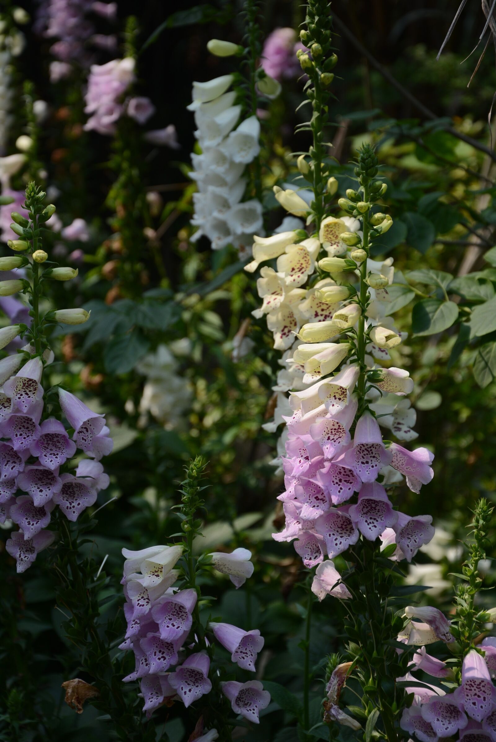Nikon D7100 sample photo. Flower, plant, garden photography