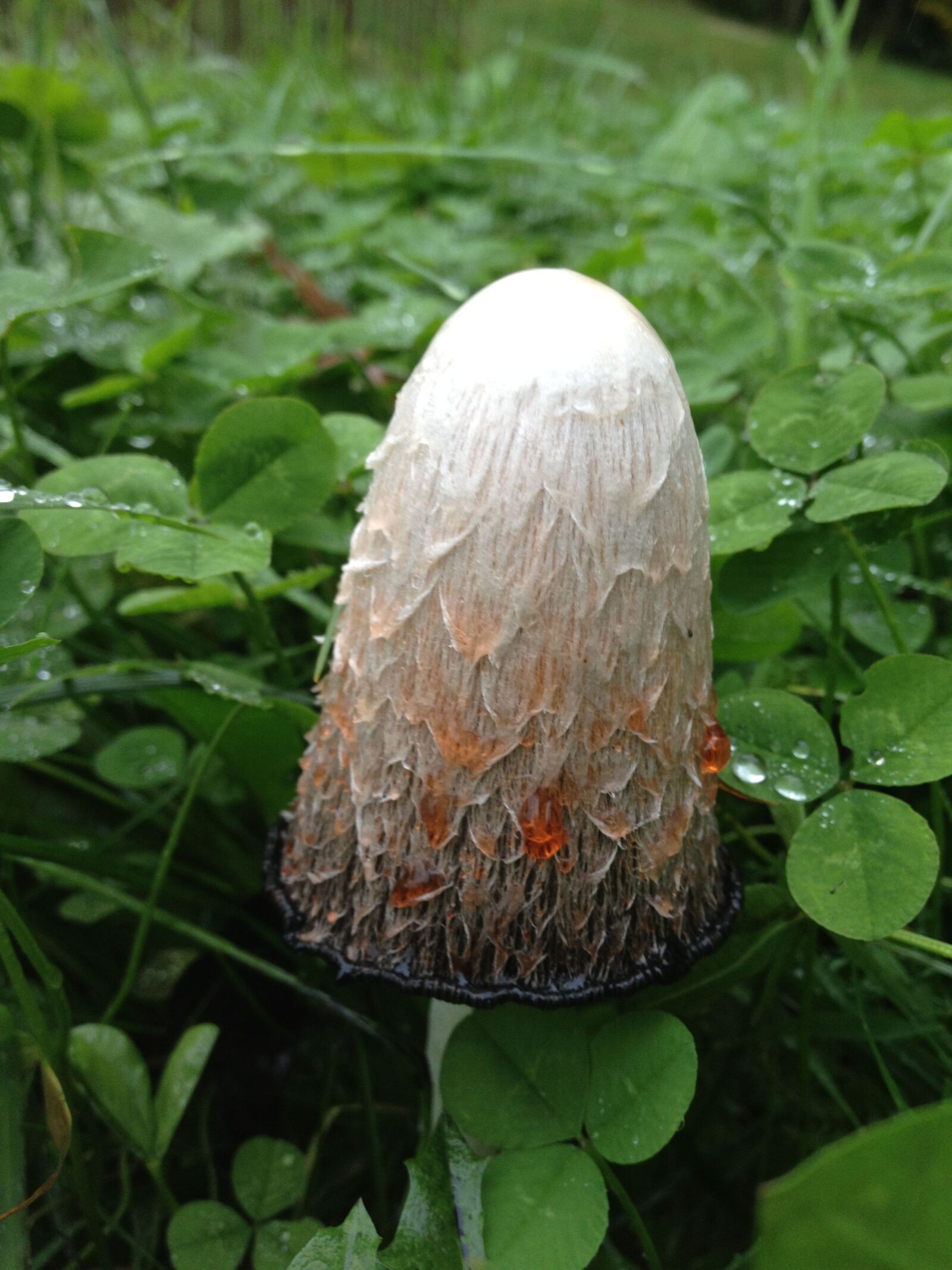Apple iPhone 4S sample photo. Comatus, mushroom, herbs photography