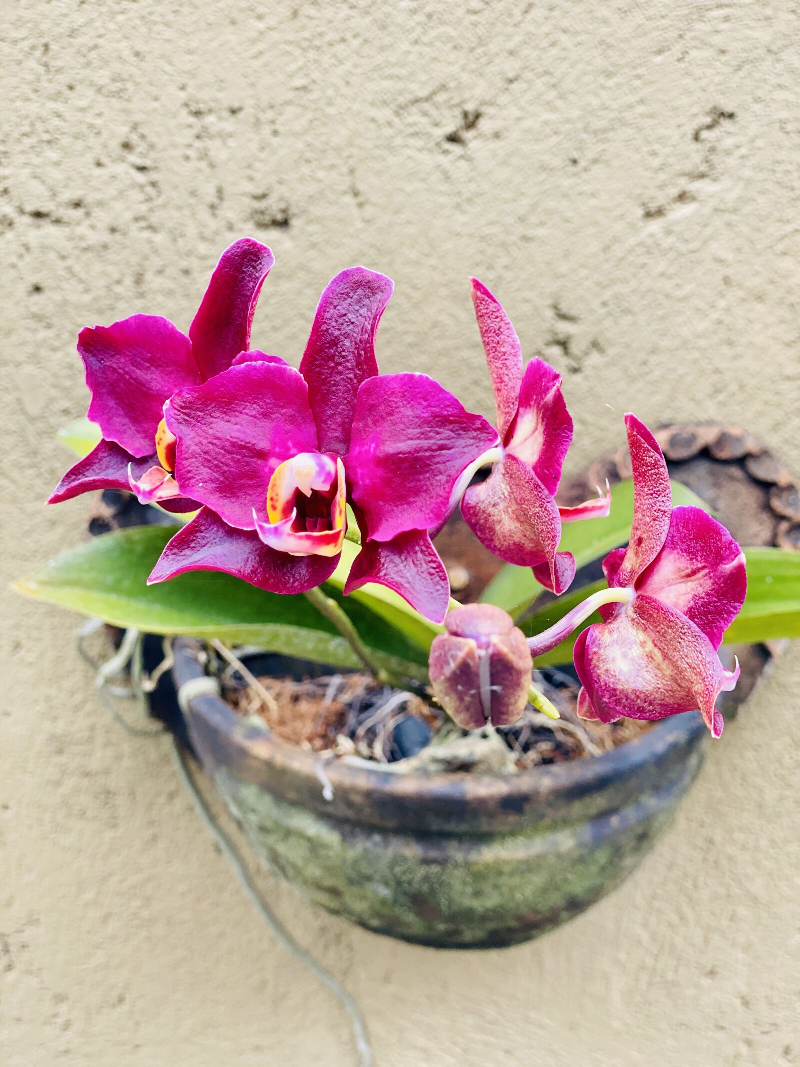 Apple iPhone 11 Pro + iPhone 11 Pro back dual camera 6mm f/2 sample photo. Orchid, bloom, blossom photography
