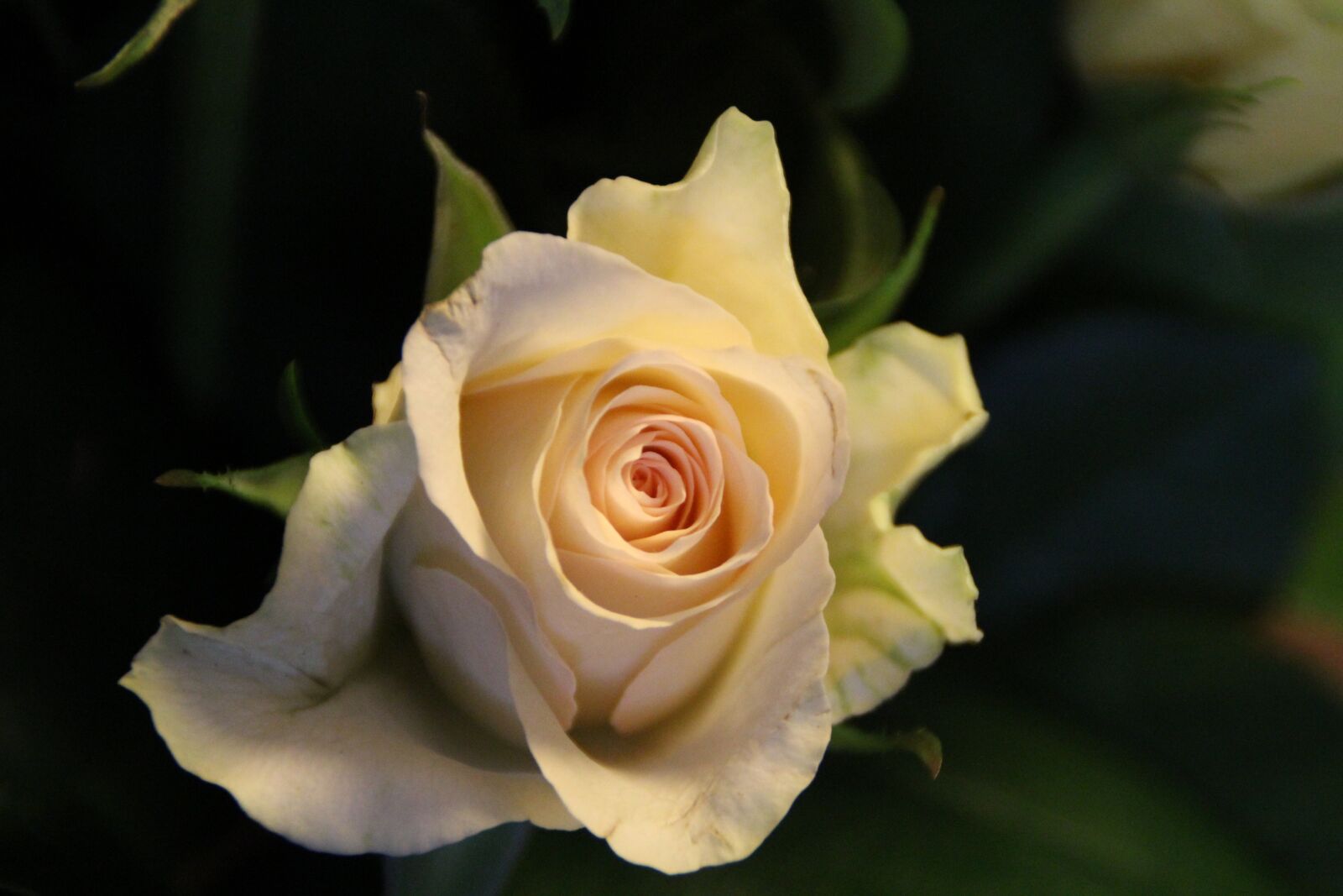 Canon EOS 1200D (EOS Rebel T5 / EOS Kiss X70 / EOS Hi) sample photo. Rose, blossom, bloom photography