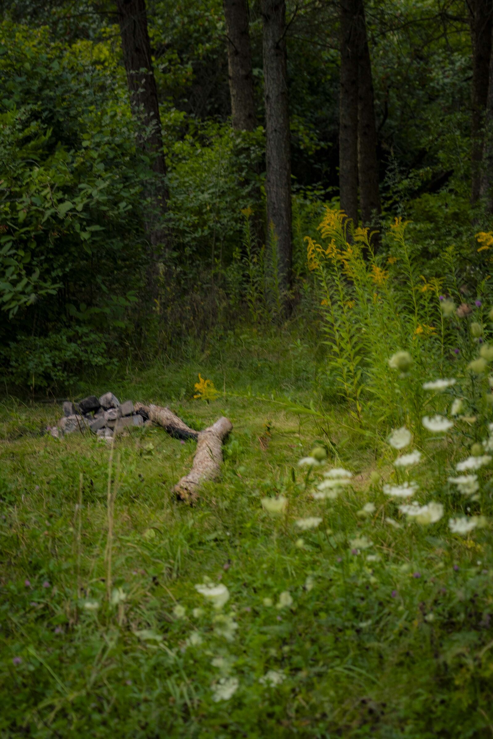 Sony a7 IV sample photo