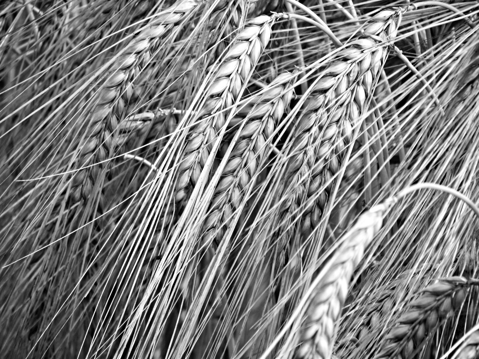 Canon PowerShot SX30 IS sample photo. Corn, black, kłos photography