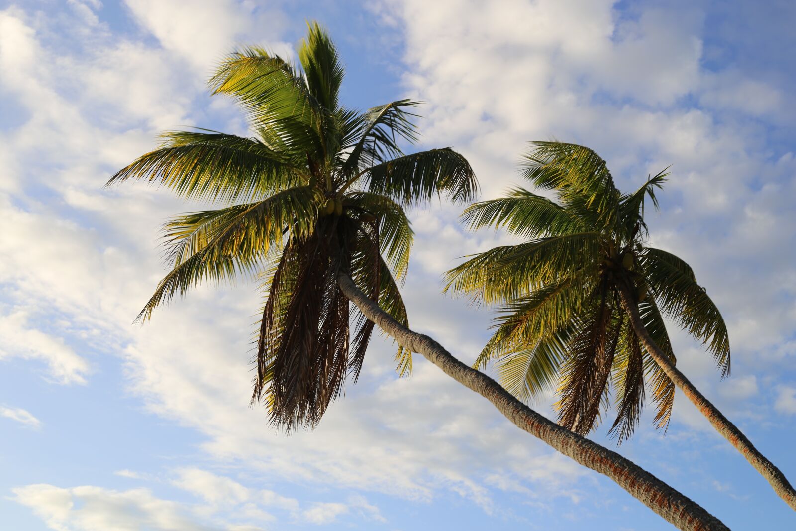 Canon EOS 6D + Canon EF 50mm F1.8 STM sample photo. Trees, palm, sky photography