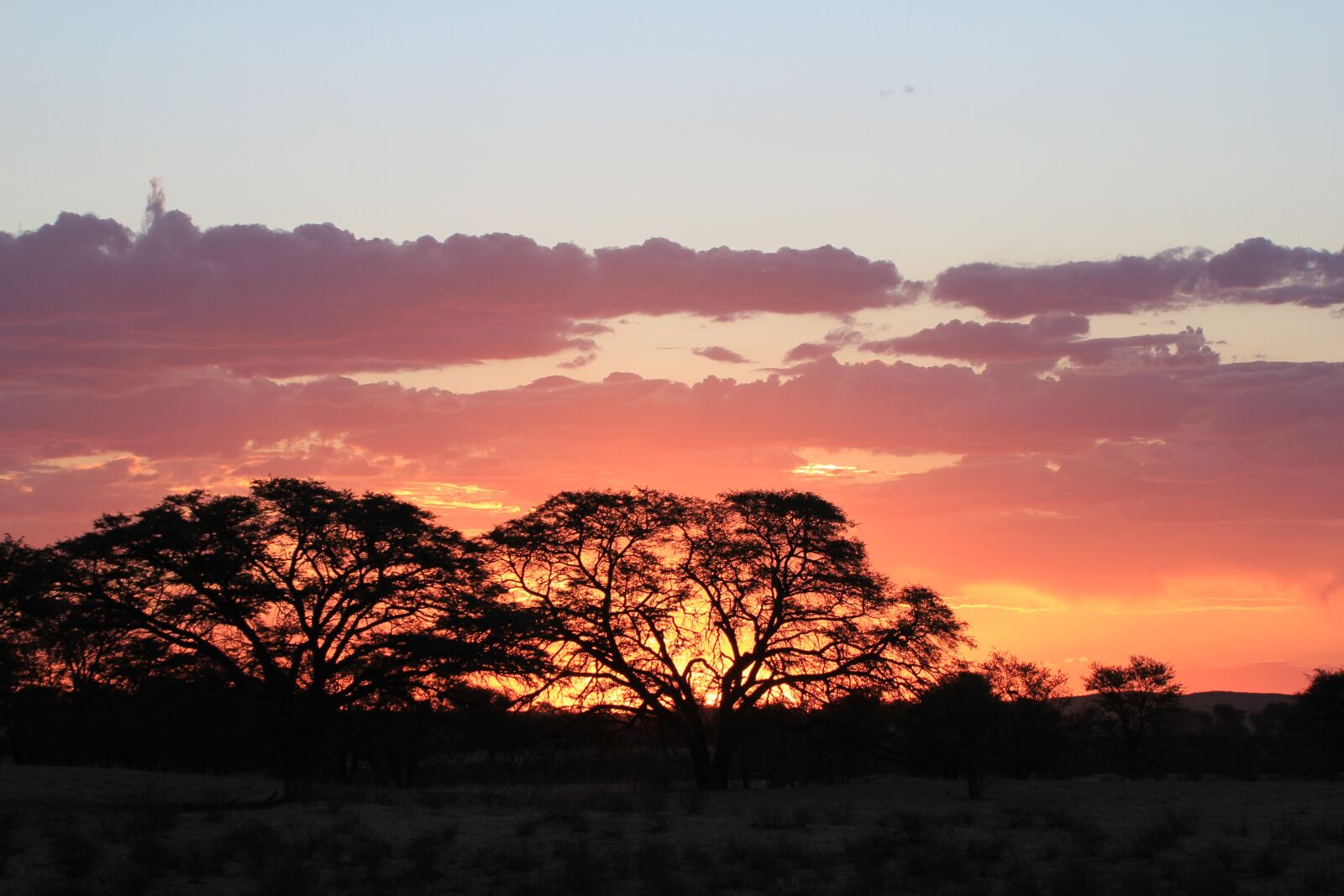 Canon EOS 550D (EOS Rebel T2i / EOS Kiss X4) sample photo. Sunset, silhouette, kalahari photography