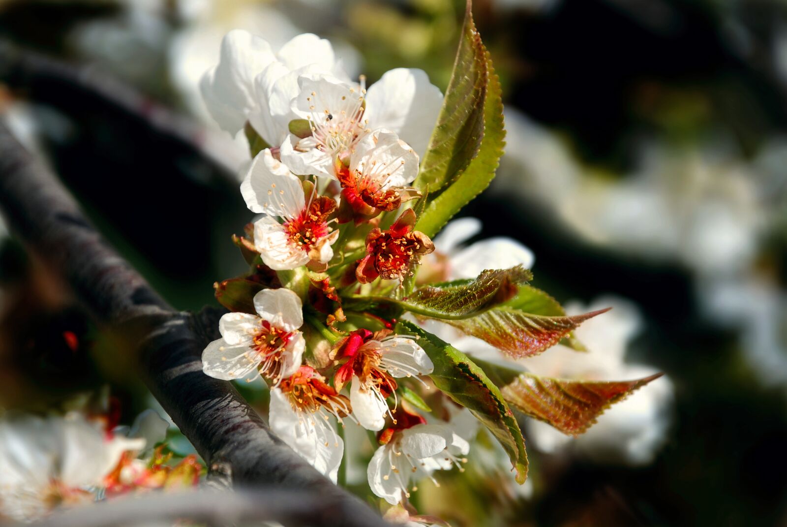 Nikon D80 sample photo. Cherry, cherry blossom, spring photography