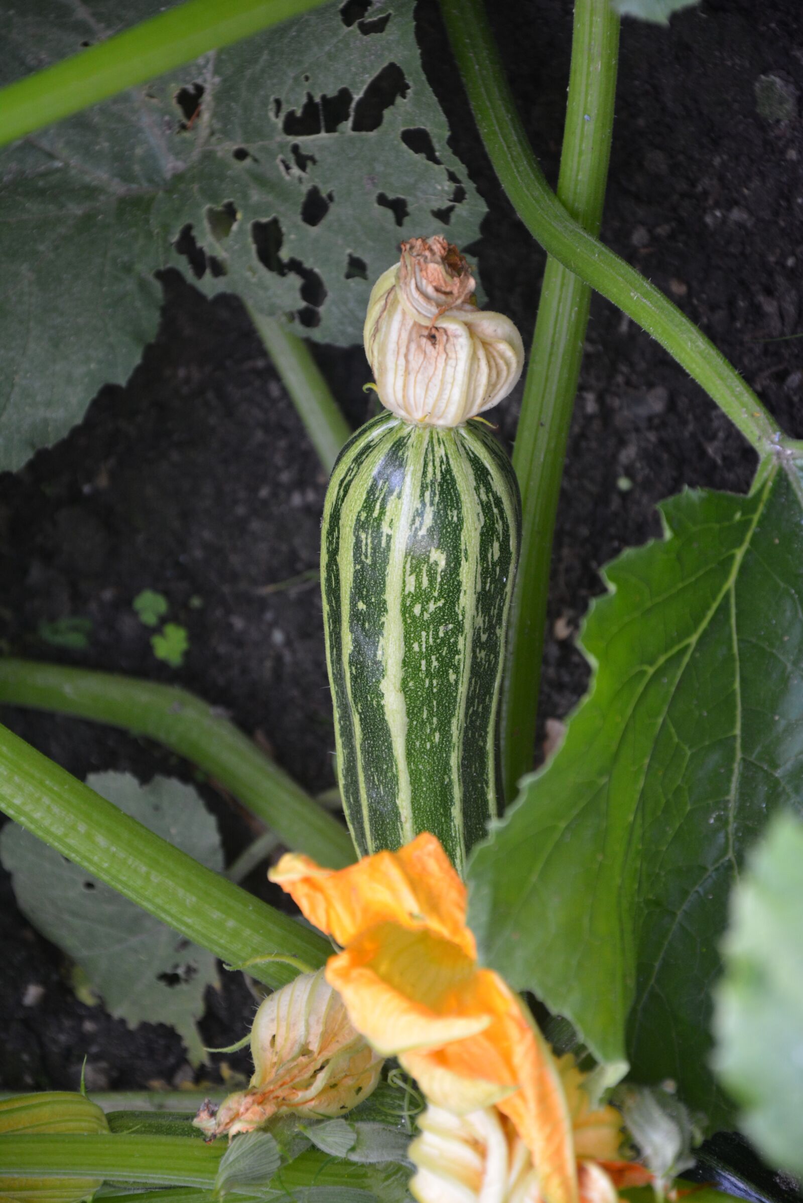 Nikon D5200 sample photo. Zucchini, vegetables, blossom photography