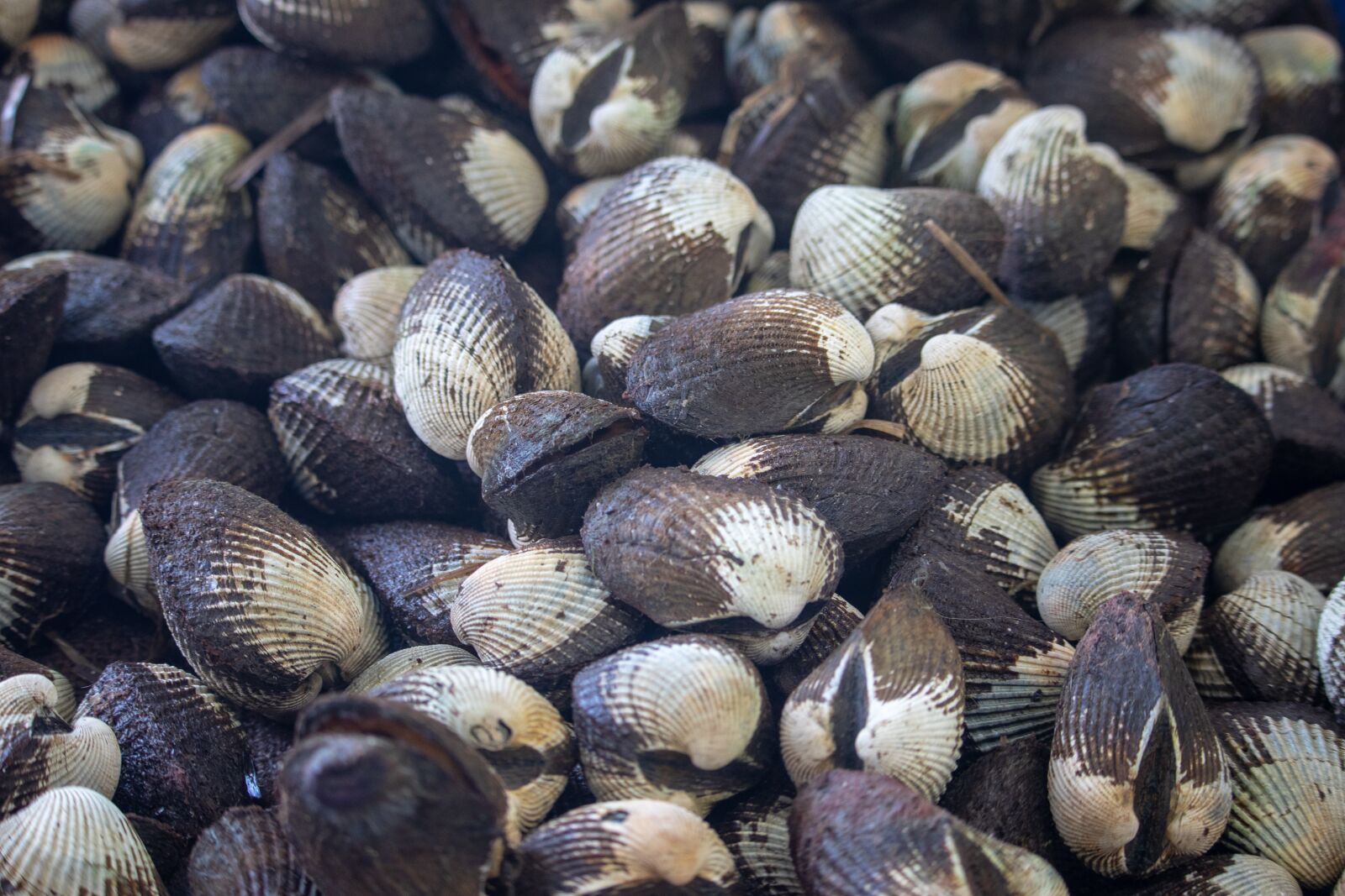 Canon EOS 200D (EOS Rebel SL2 / EOS Kiss X9) sample photo. Shells, food, seafood photography