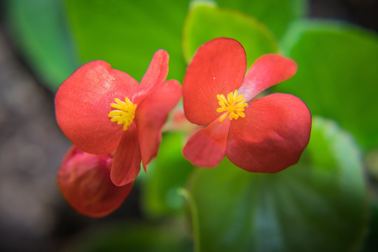 Nikon D5300 sample photo. Flowers, plant, botany photography
