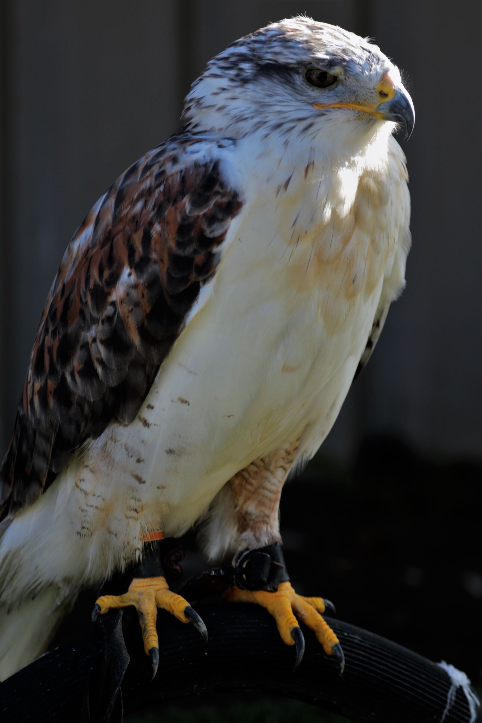 Canon EF 70-300mm F4-5.6L IS USM sample photo. Ferruginous hawk, hawk, ferruginous photography