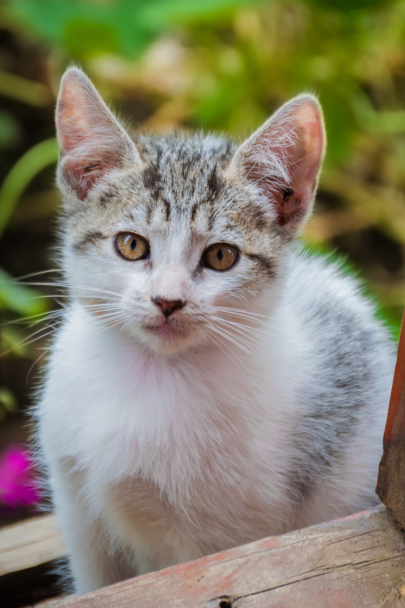 Nikon D5300 sample photo. Cat, feline, pussycat photography