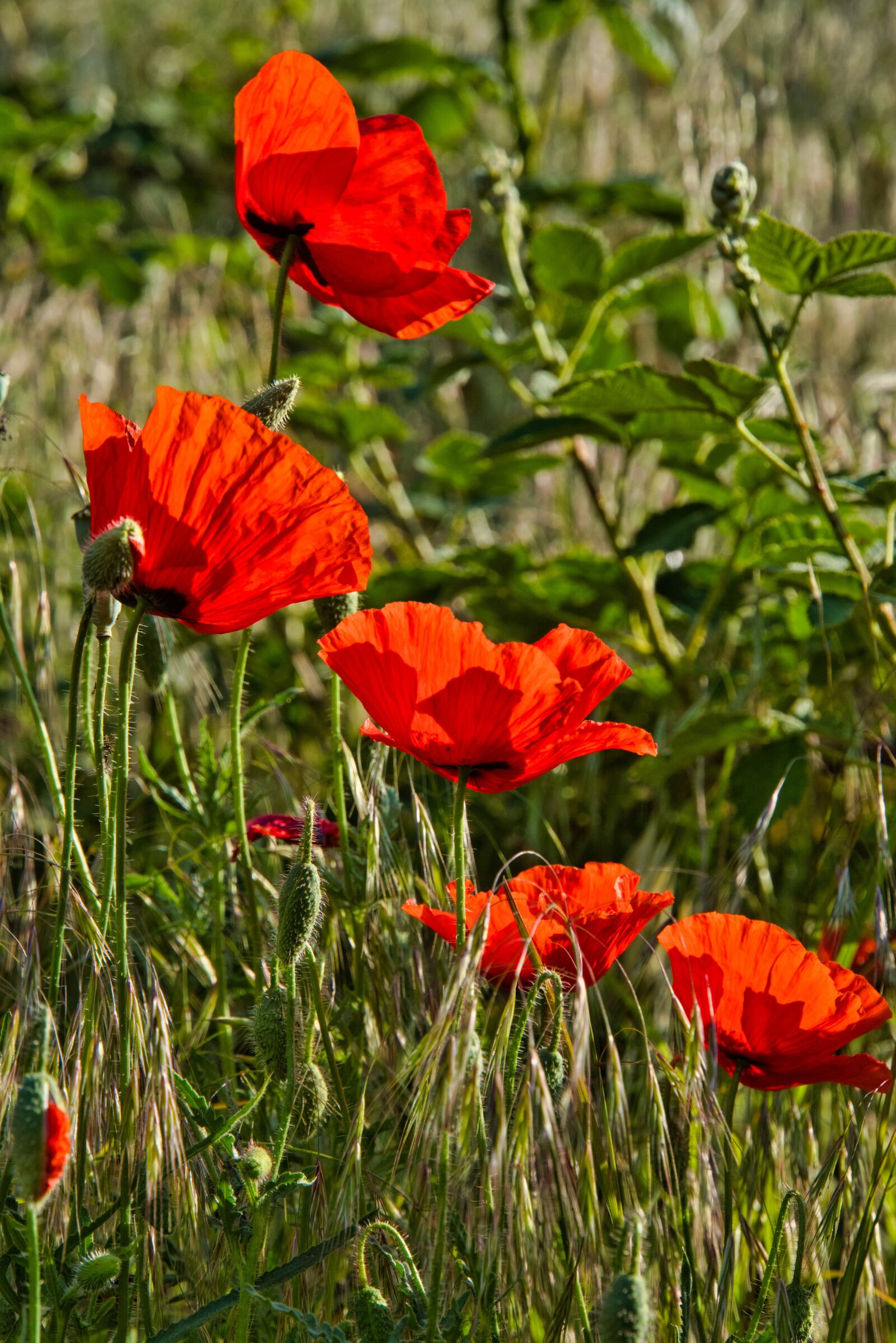 Sony a6400 sample photo. Poppies, poppy meadow, meadow photography