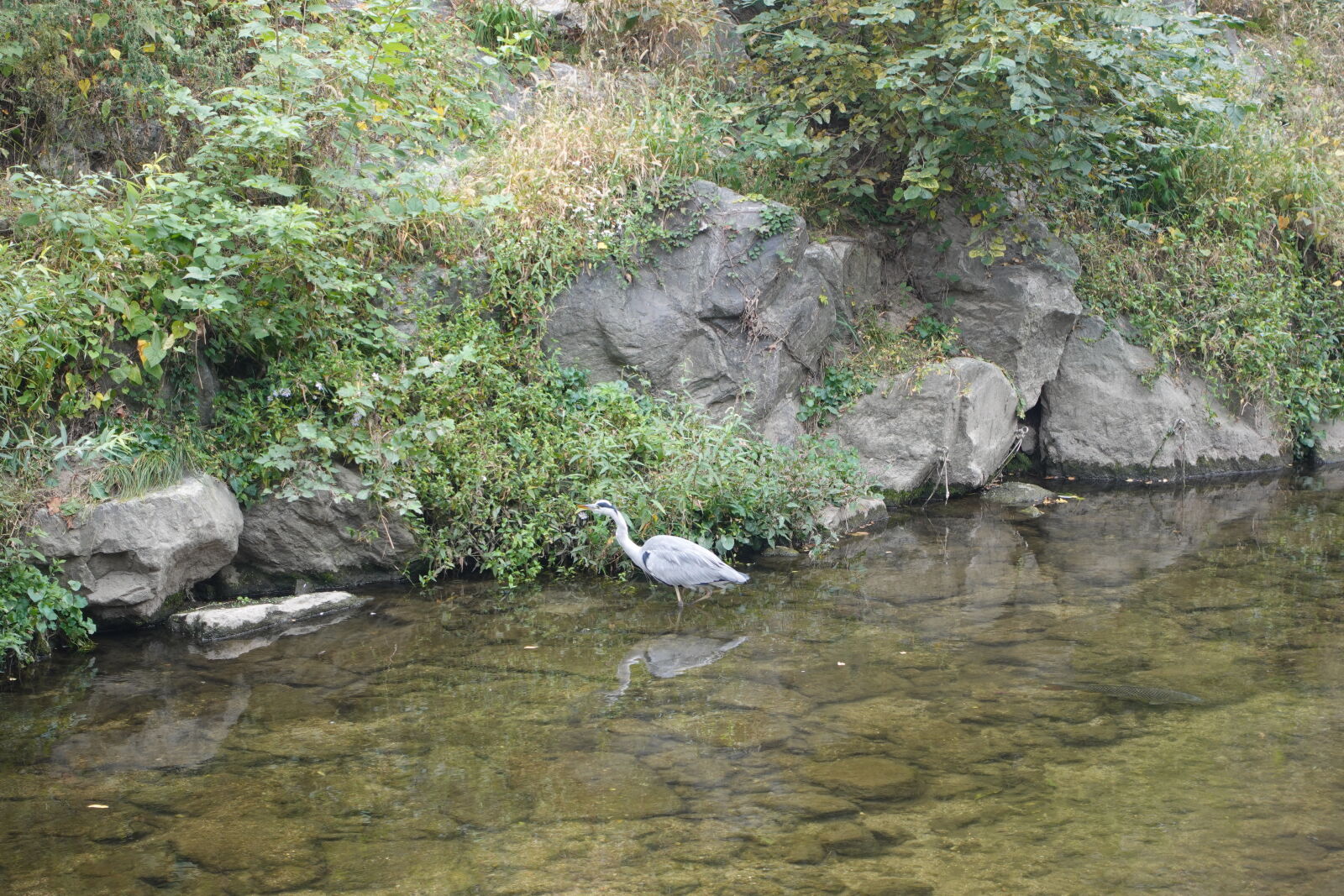 Sony ZV-1 sample photo