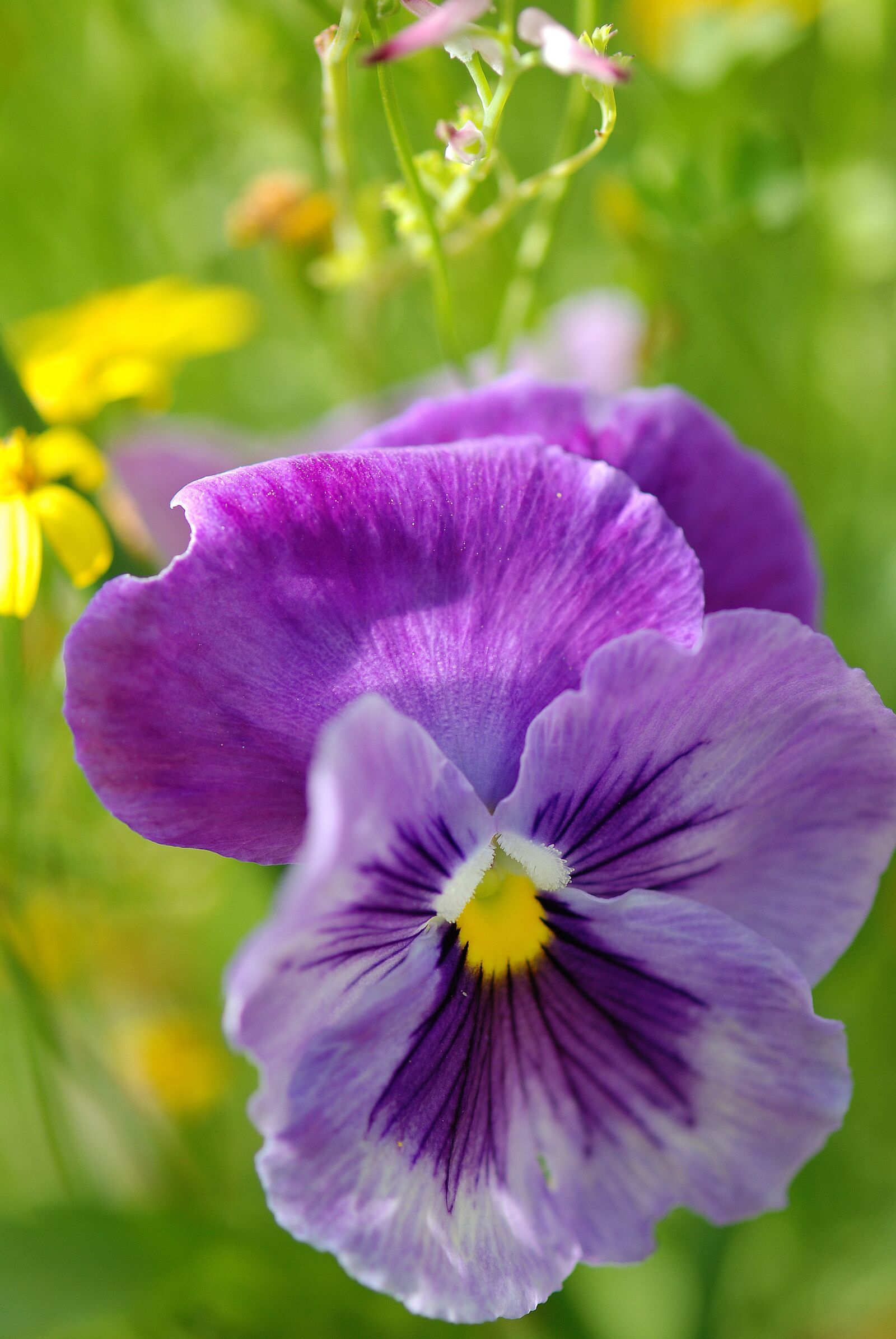 Nikon D80 sample photo. Pansy, purple, viola photography